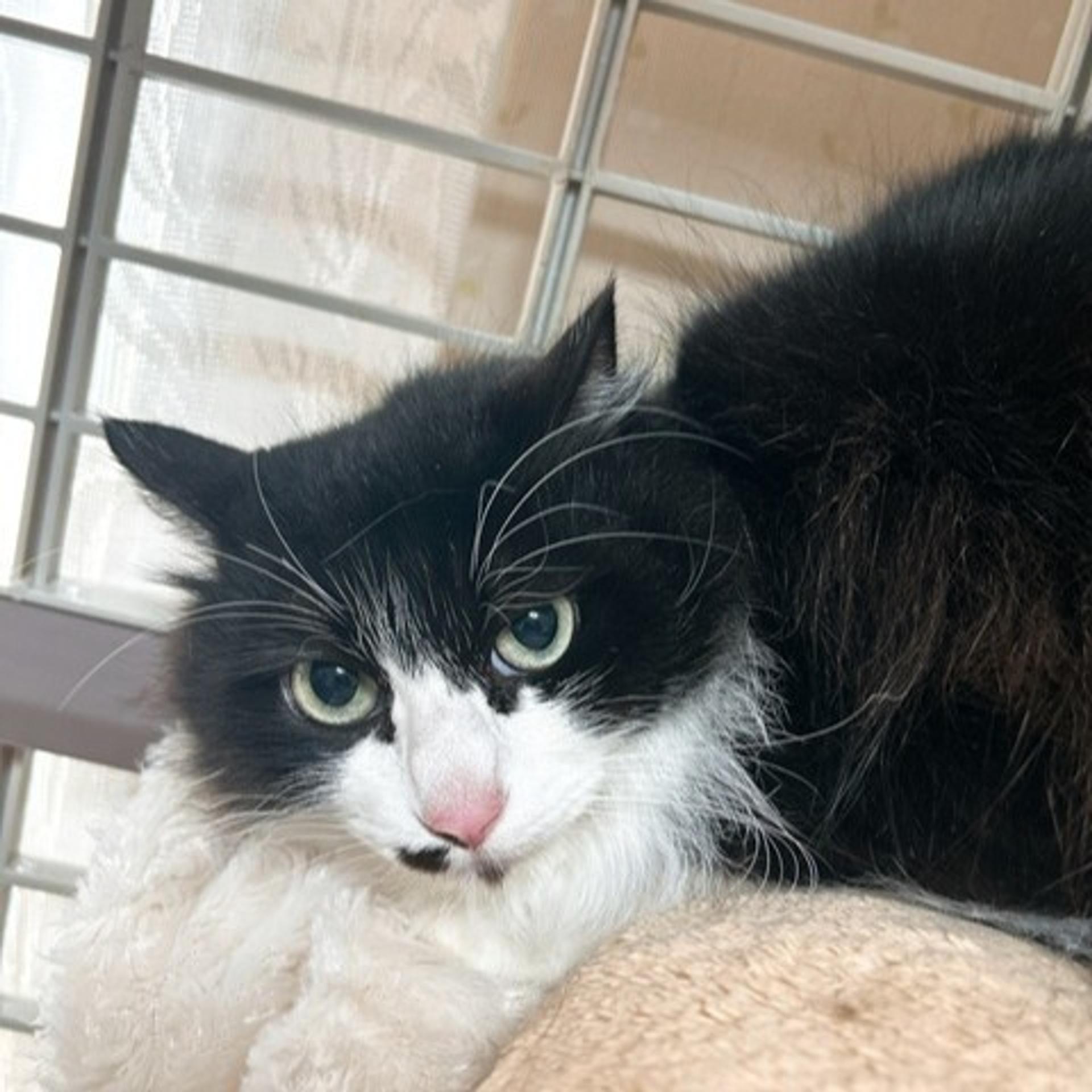 pet-image-3