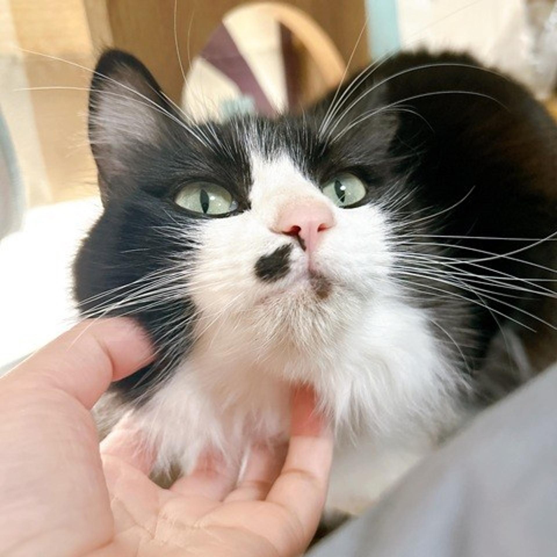 pet-image-4