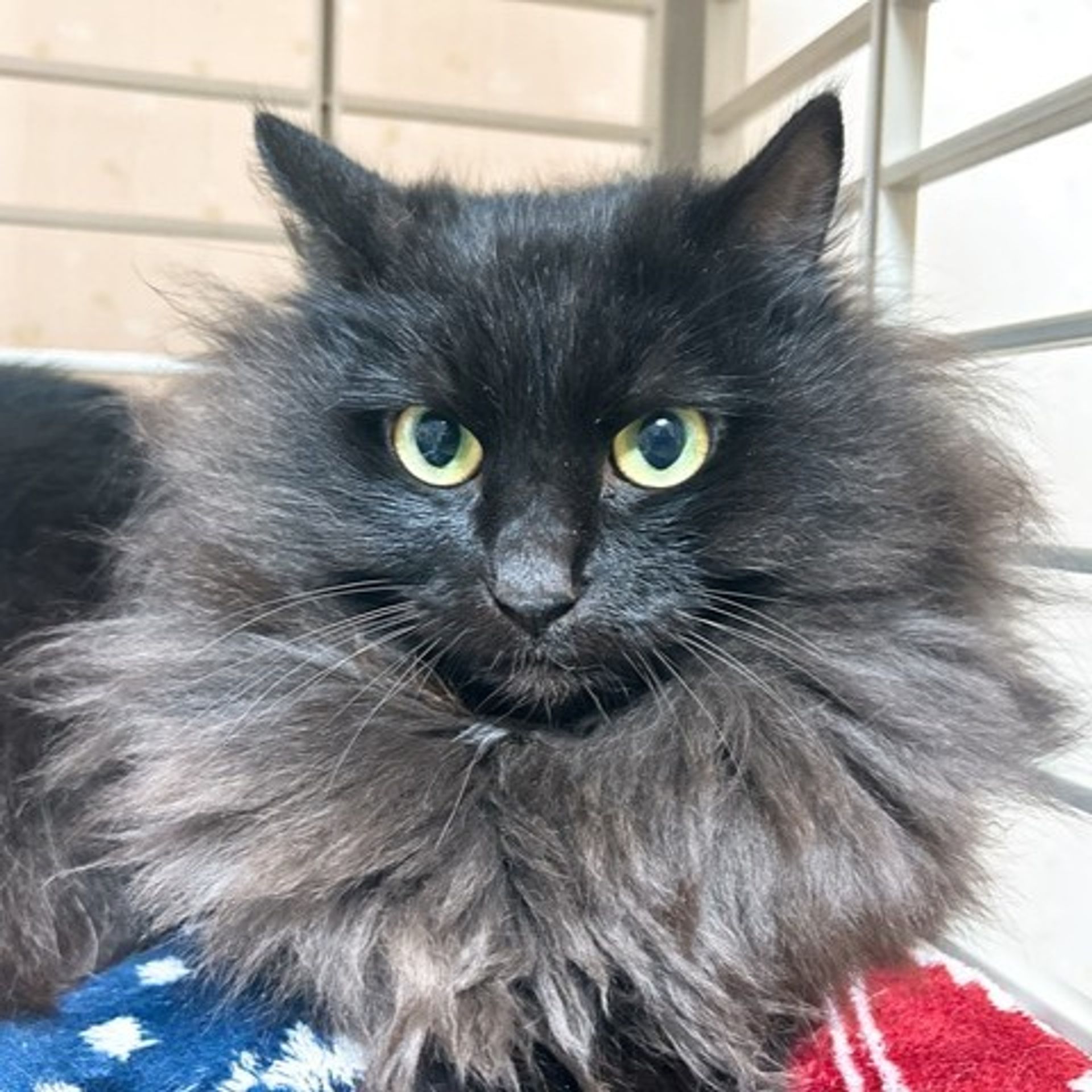 雑種（ミックス猫）・メスの里親募集の写真