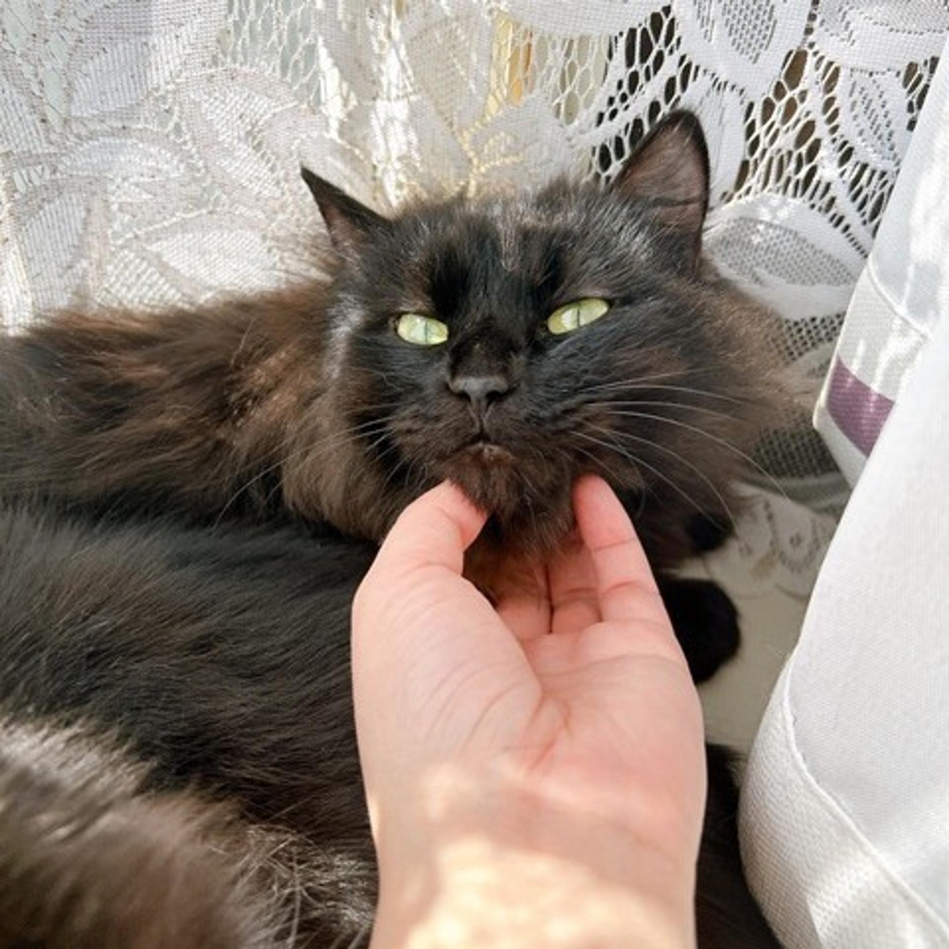 pet-image-4