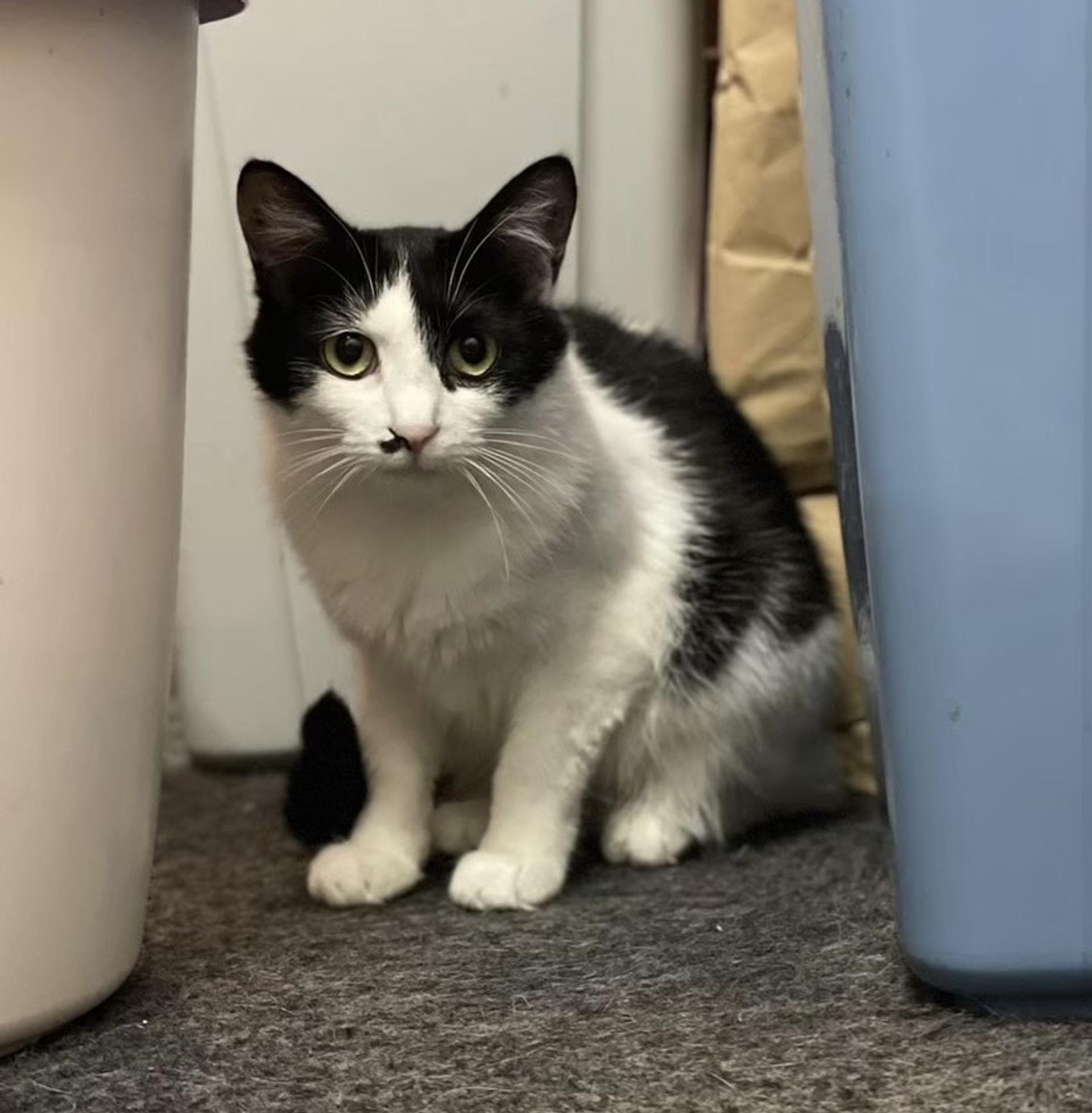 pet-image-2