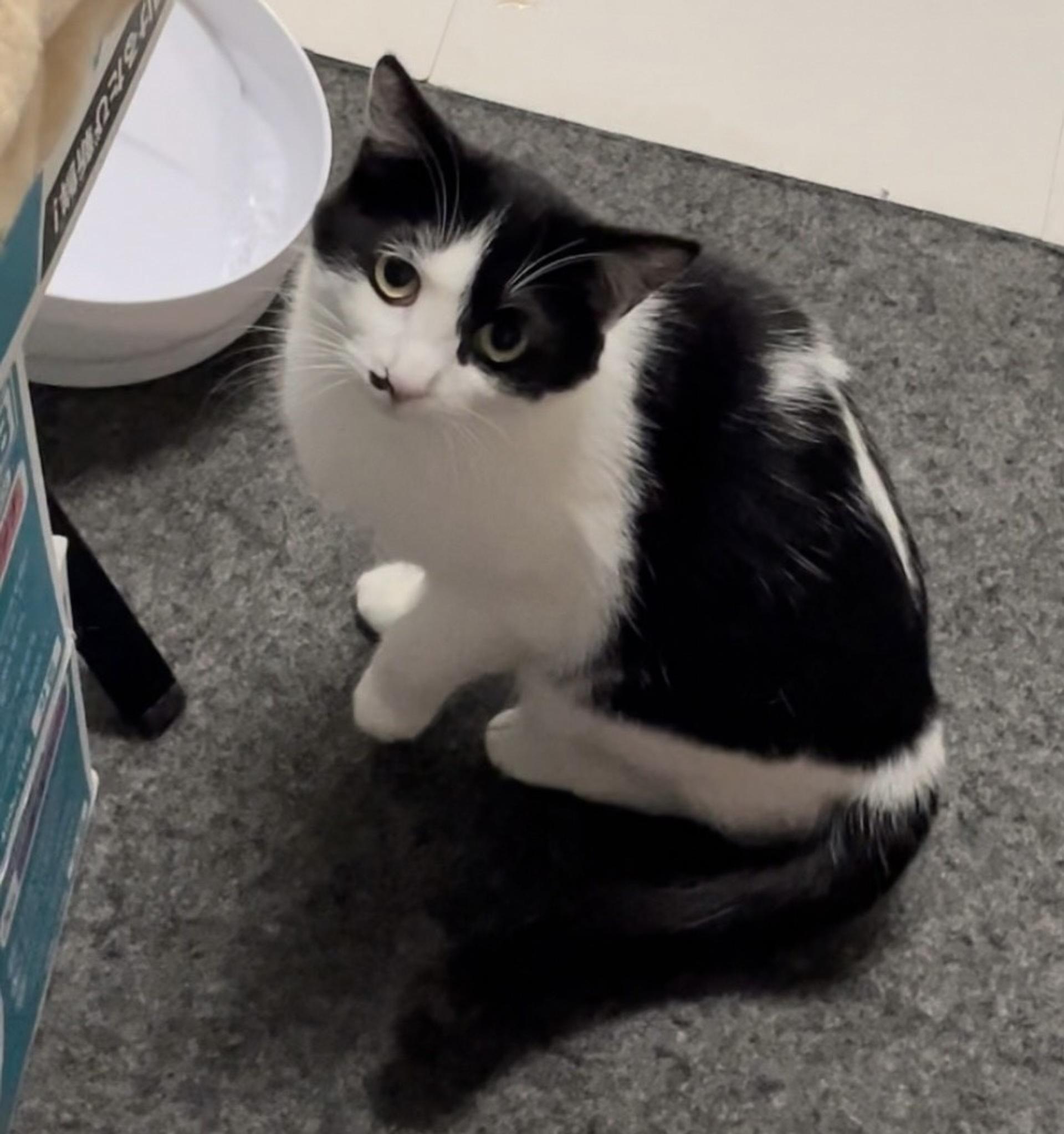 pet-image-3