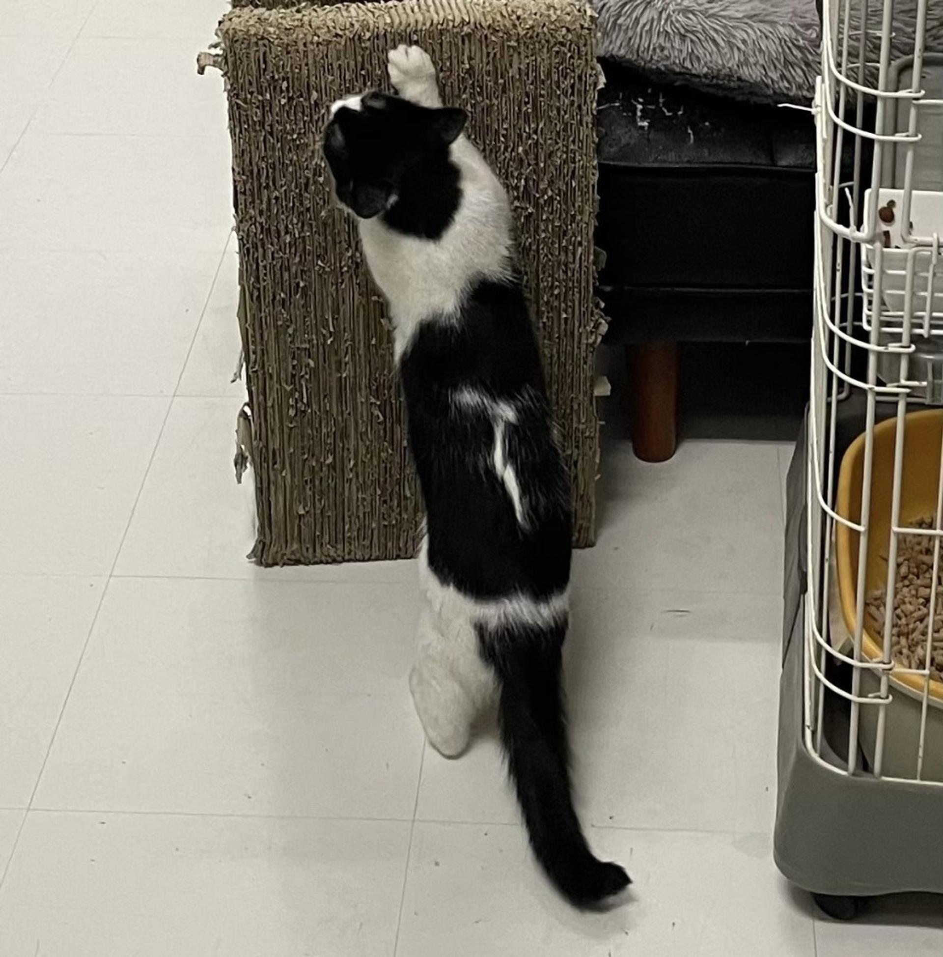 pet-image-4