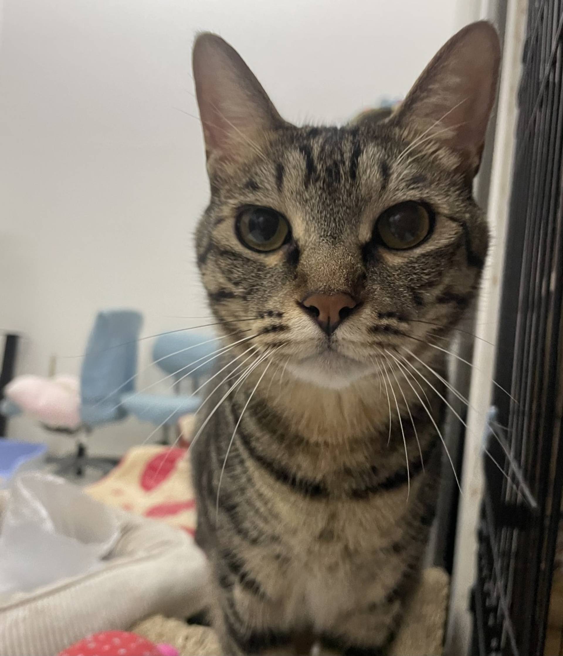 雑種（ミックス猫）・オスの里親募集の写真