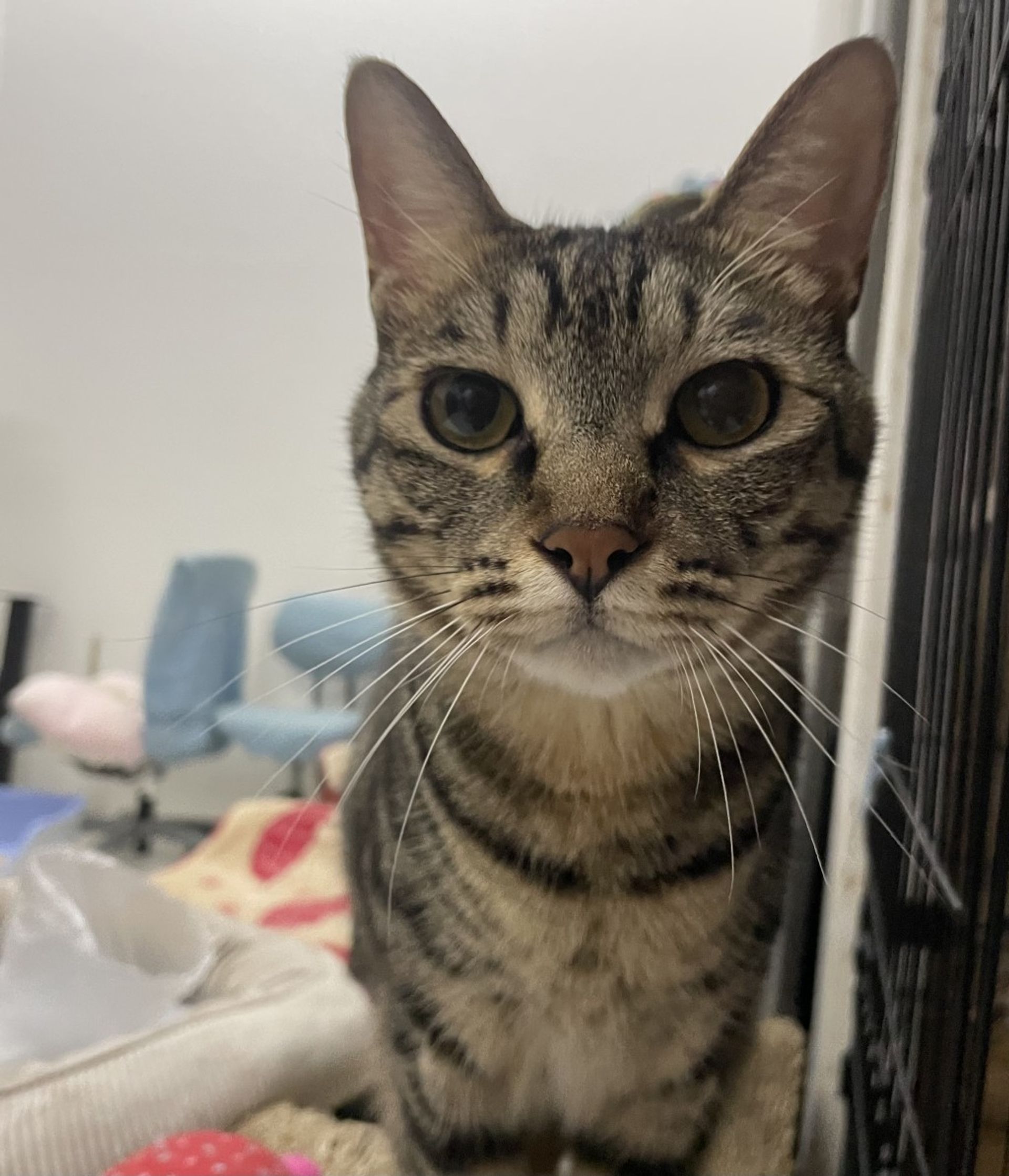 雑種（ミックス猫）・オスの里親募集の写真