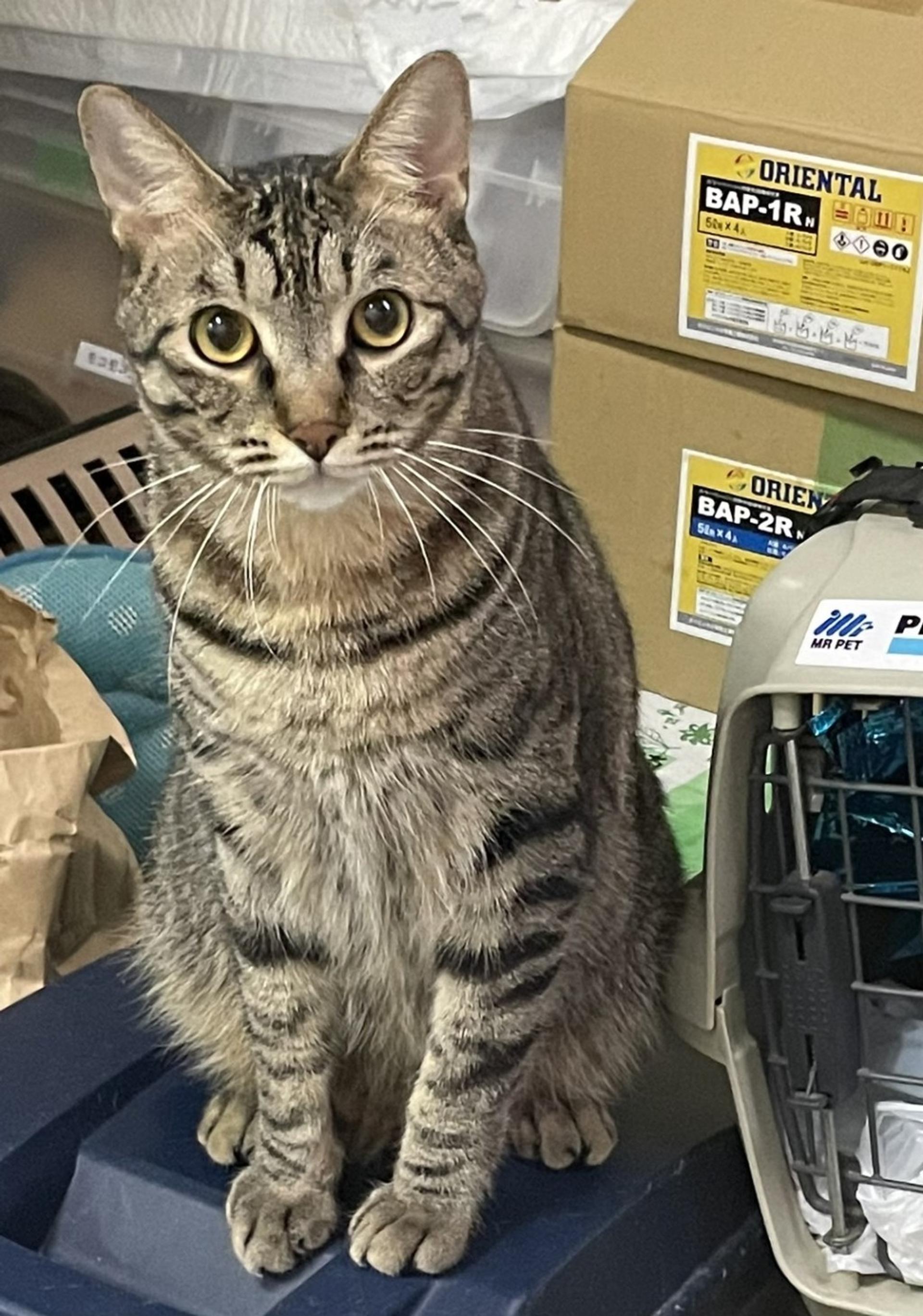 pet-image-7