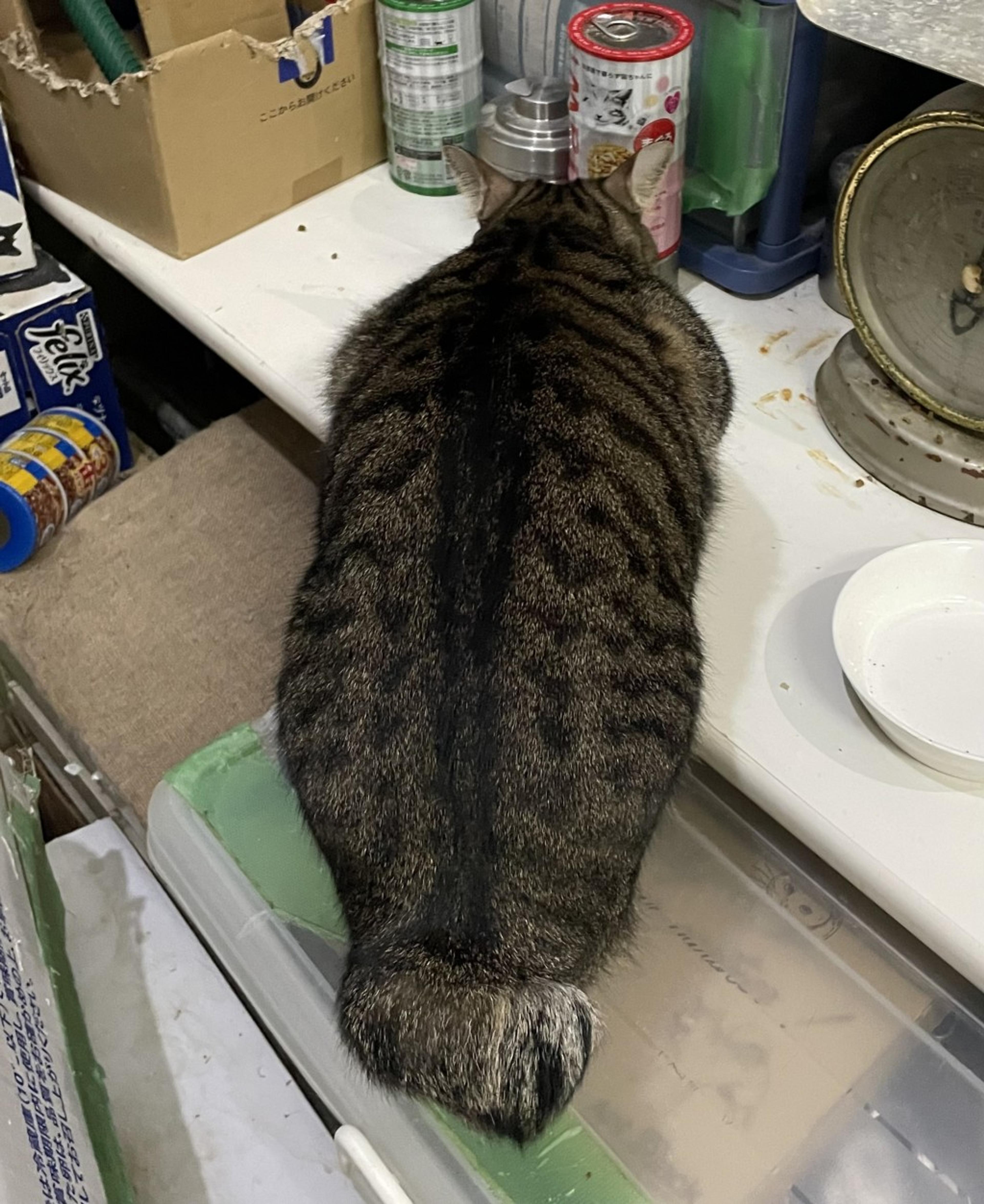 pet-image-6