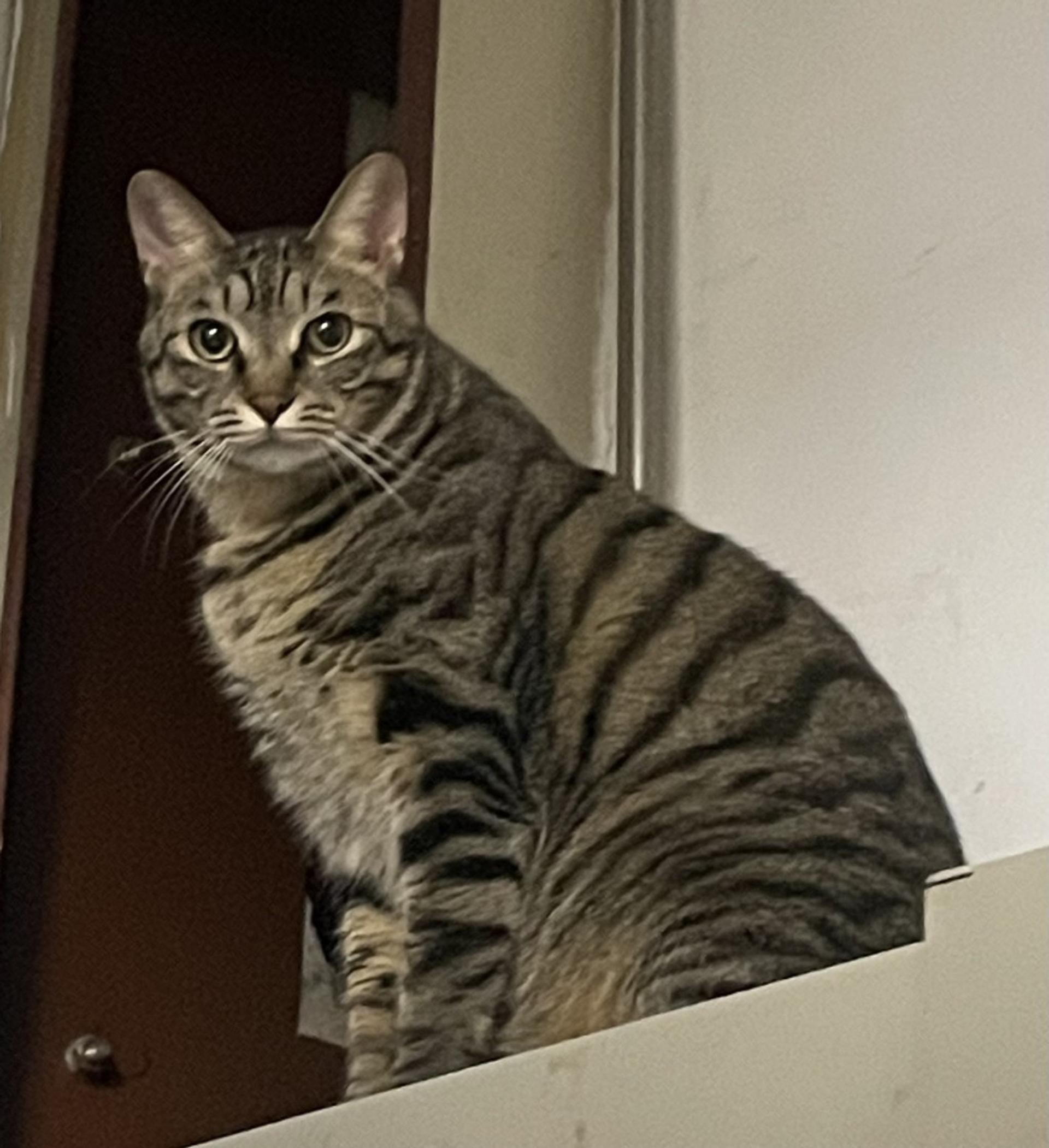 pet-image-8