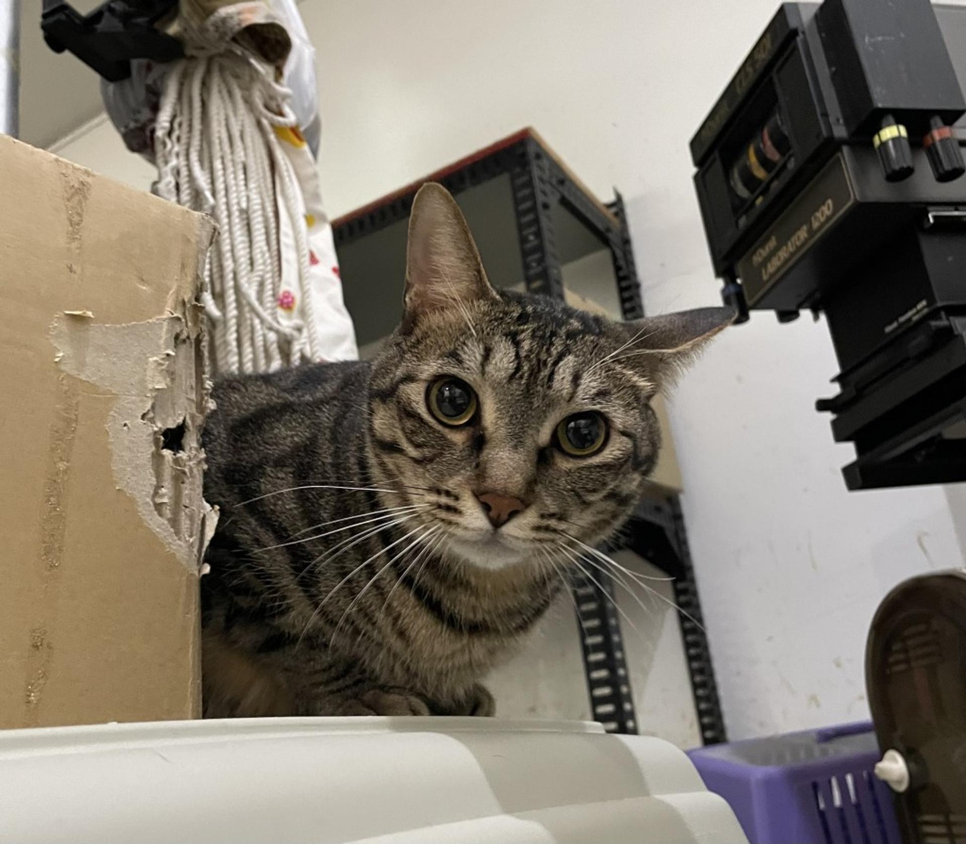 pet-image-9