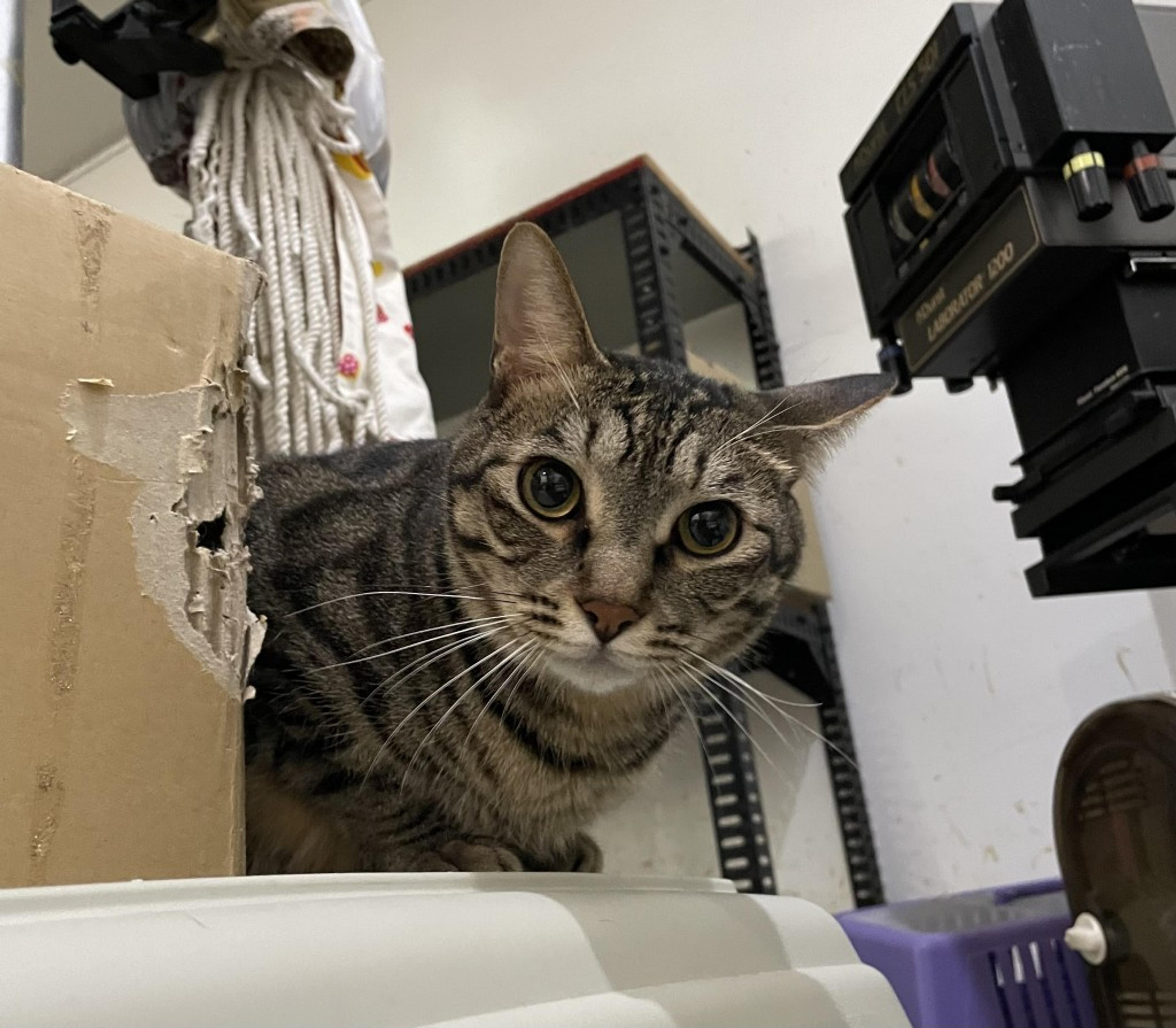 pet-image-9