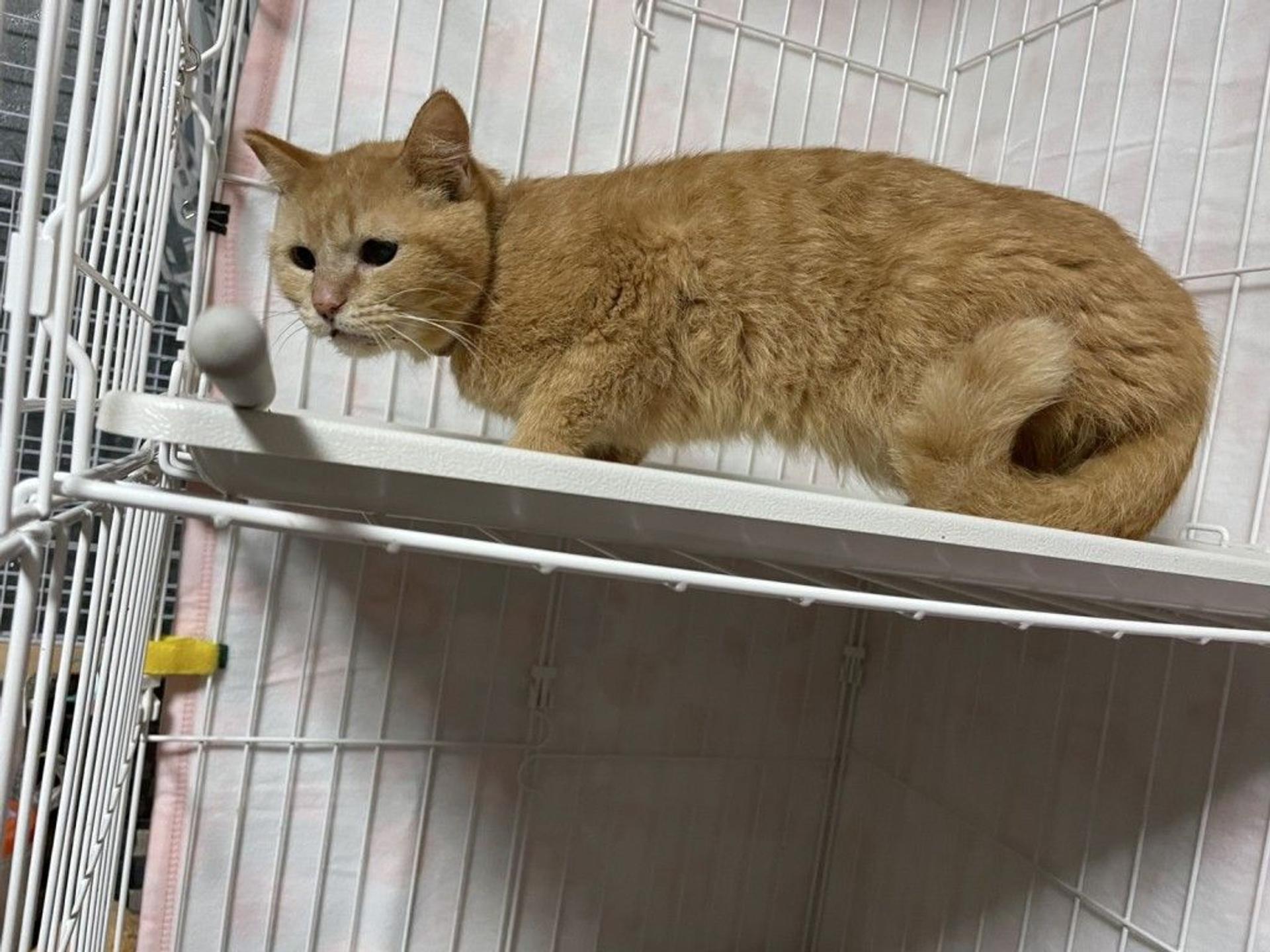 pet-image-3