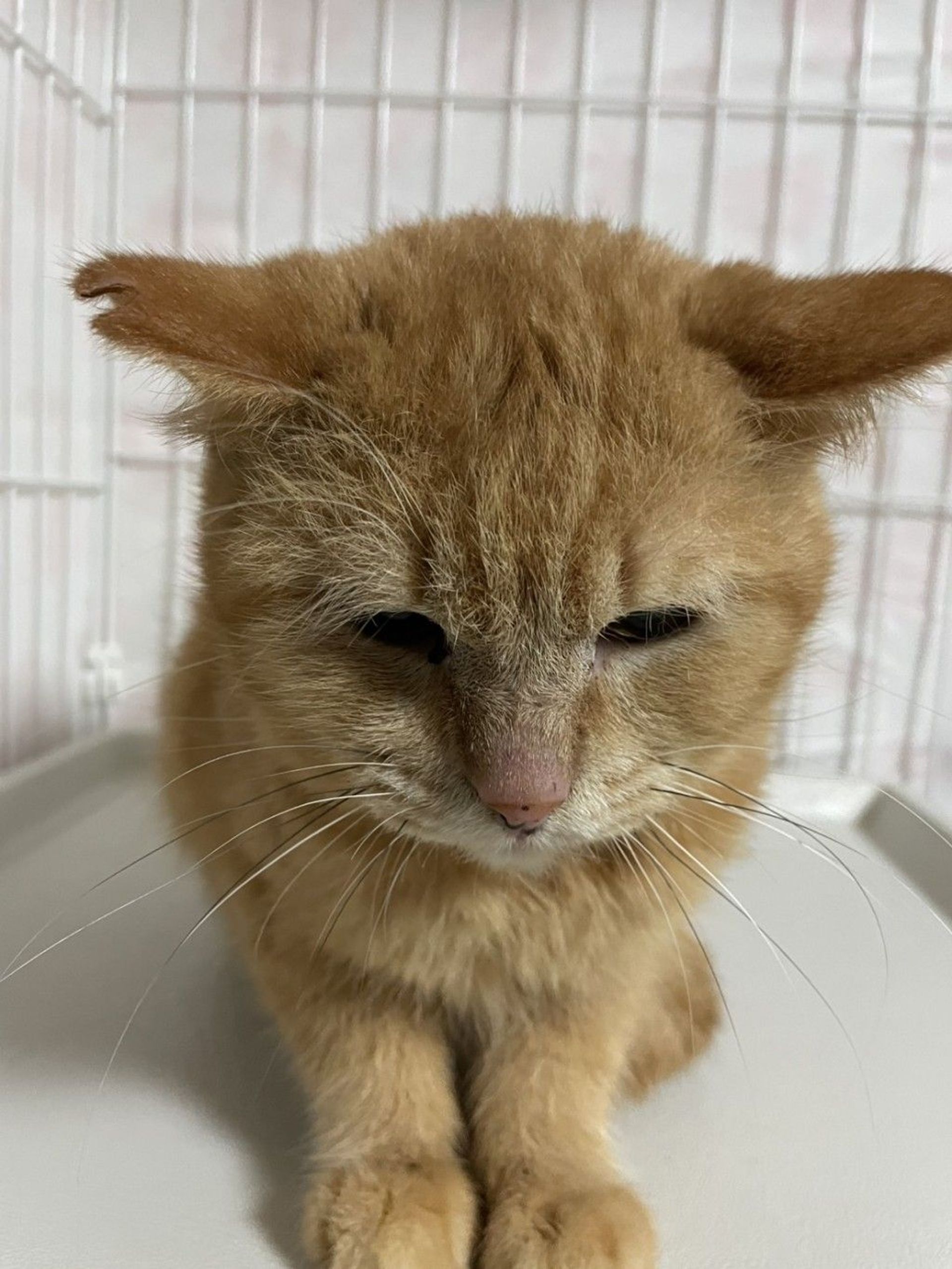 雑種（ミックス猫）・オスの里親募集の写真