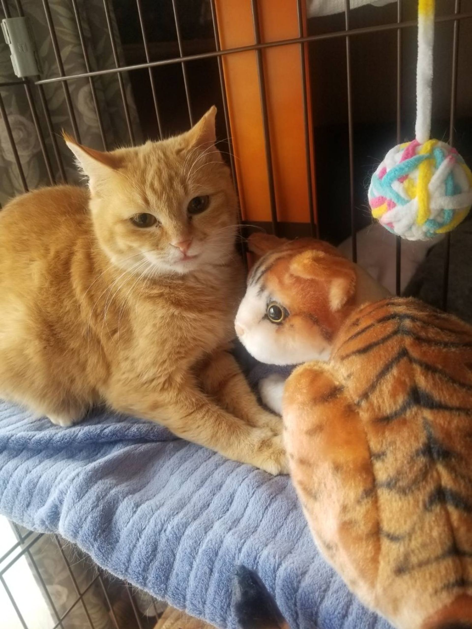 雑種（ミックス猫）・メスの里親募集の写真