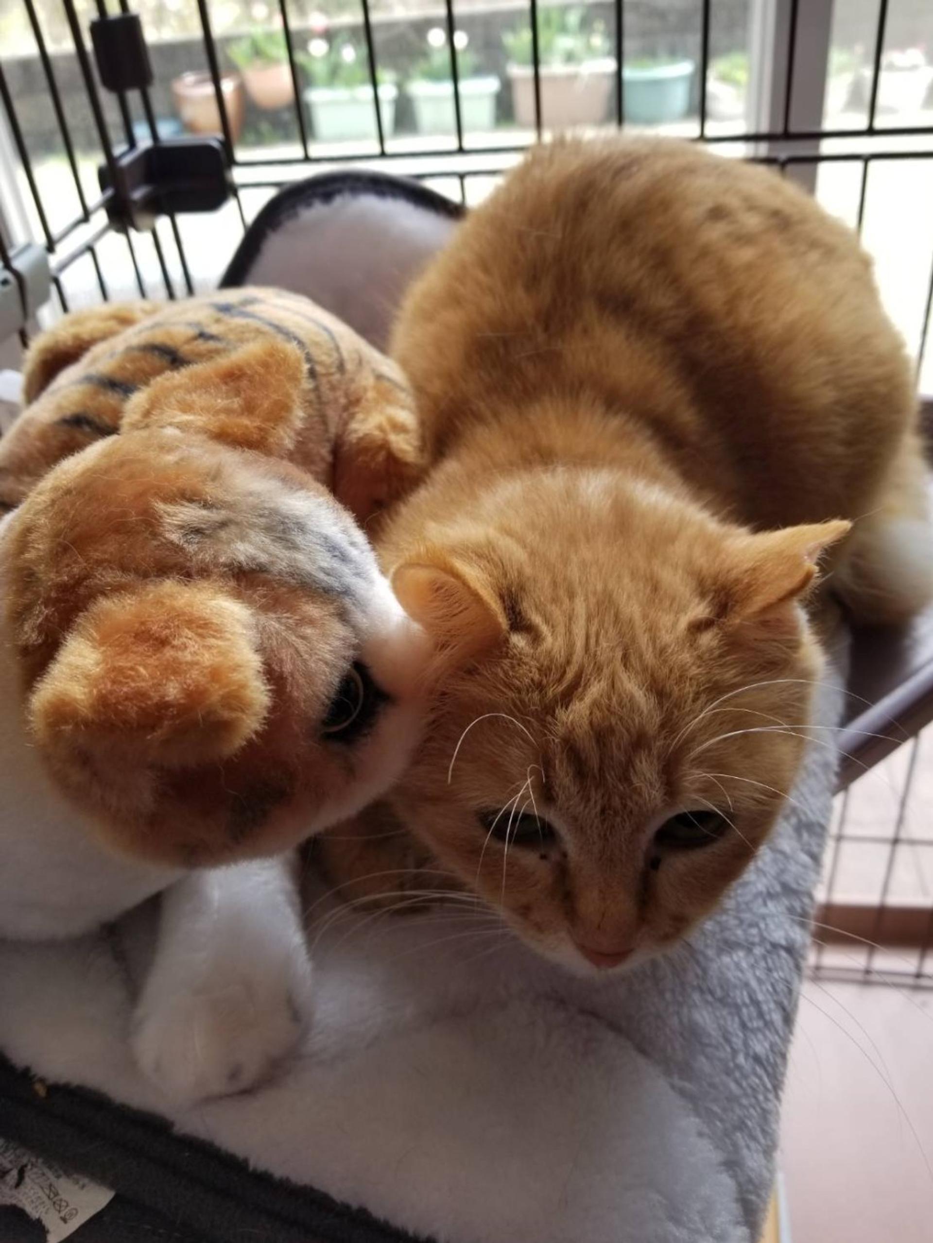pet-image-2