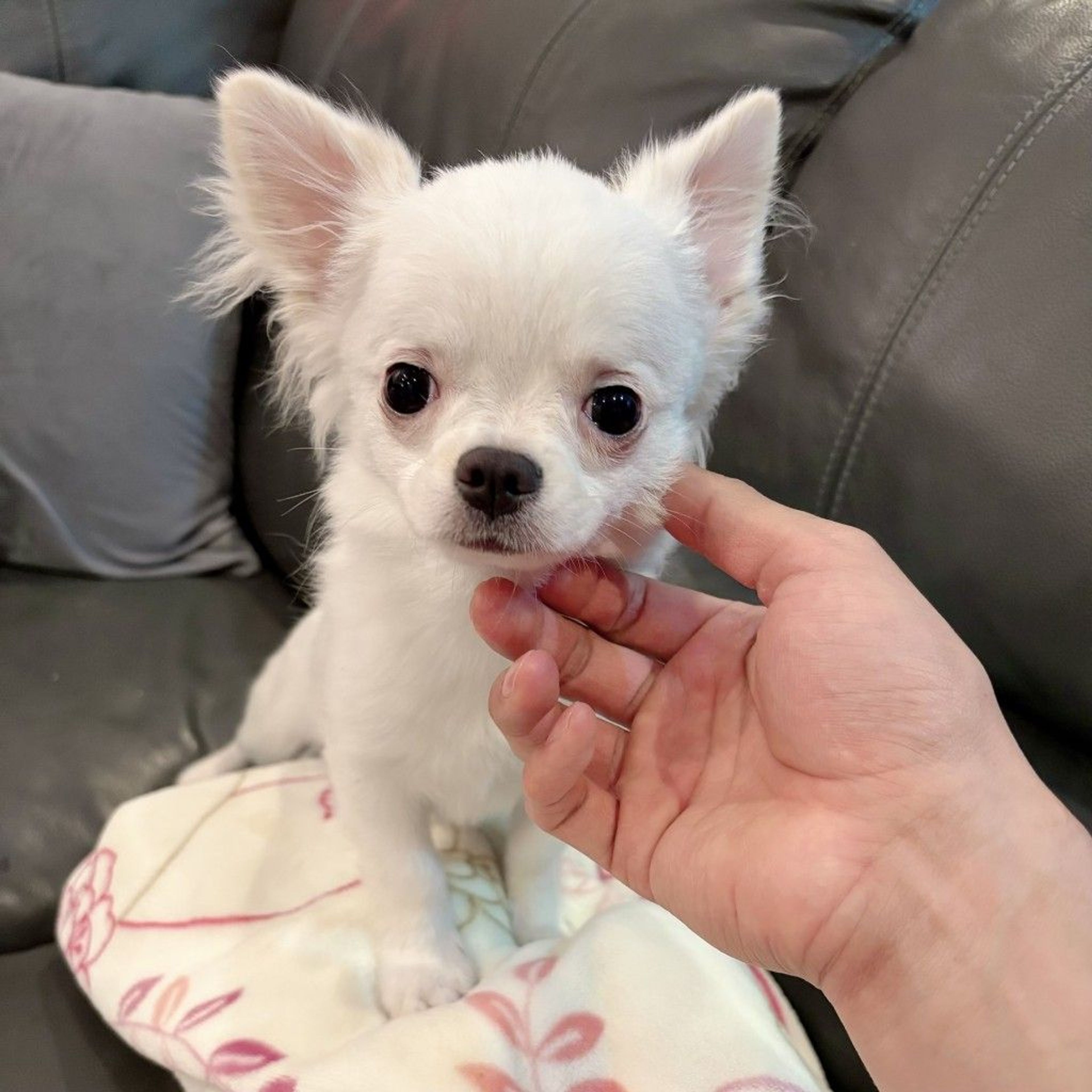 チワワ・オスの里親募集の写真