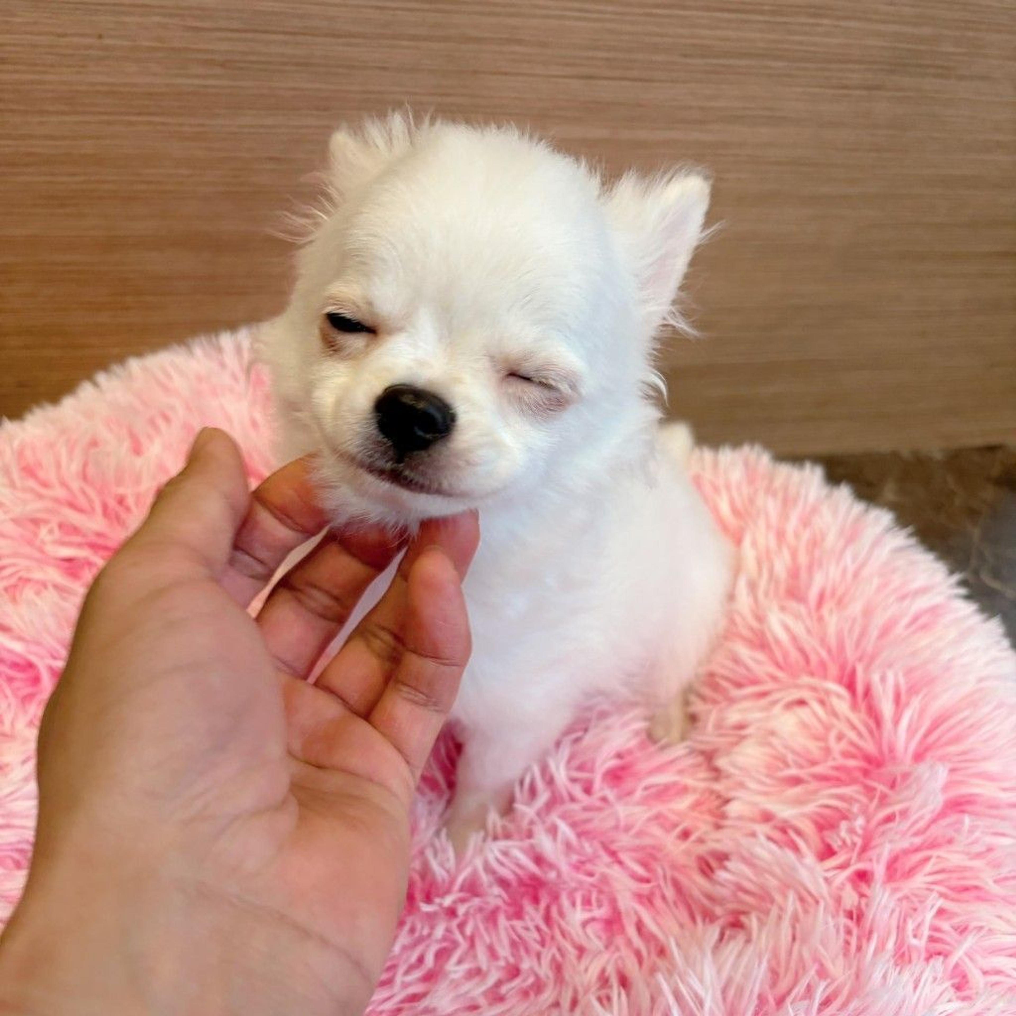 pet-image-2