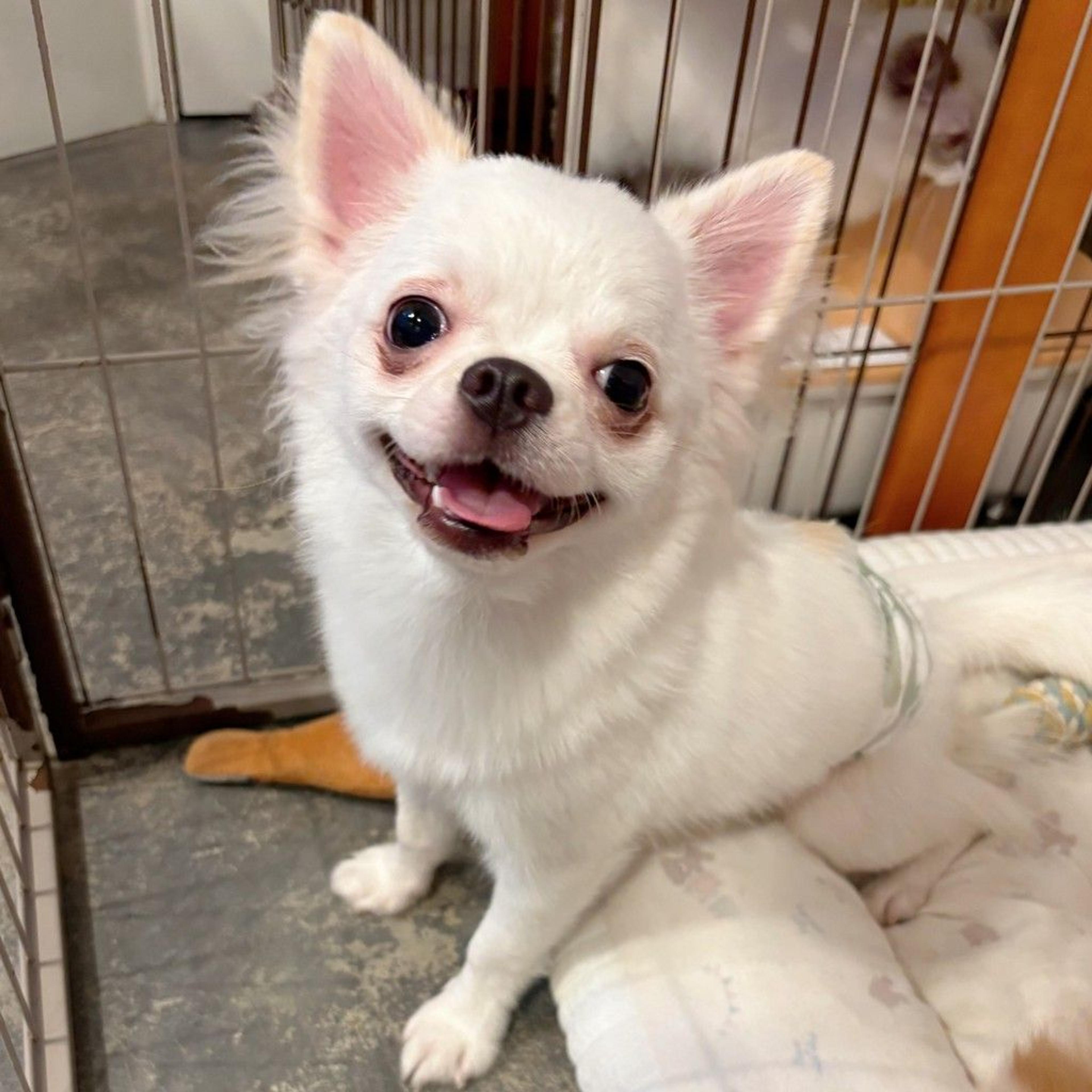 pet-image-3