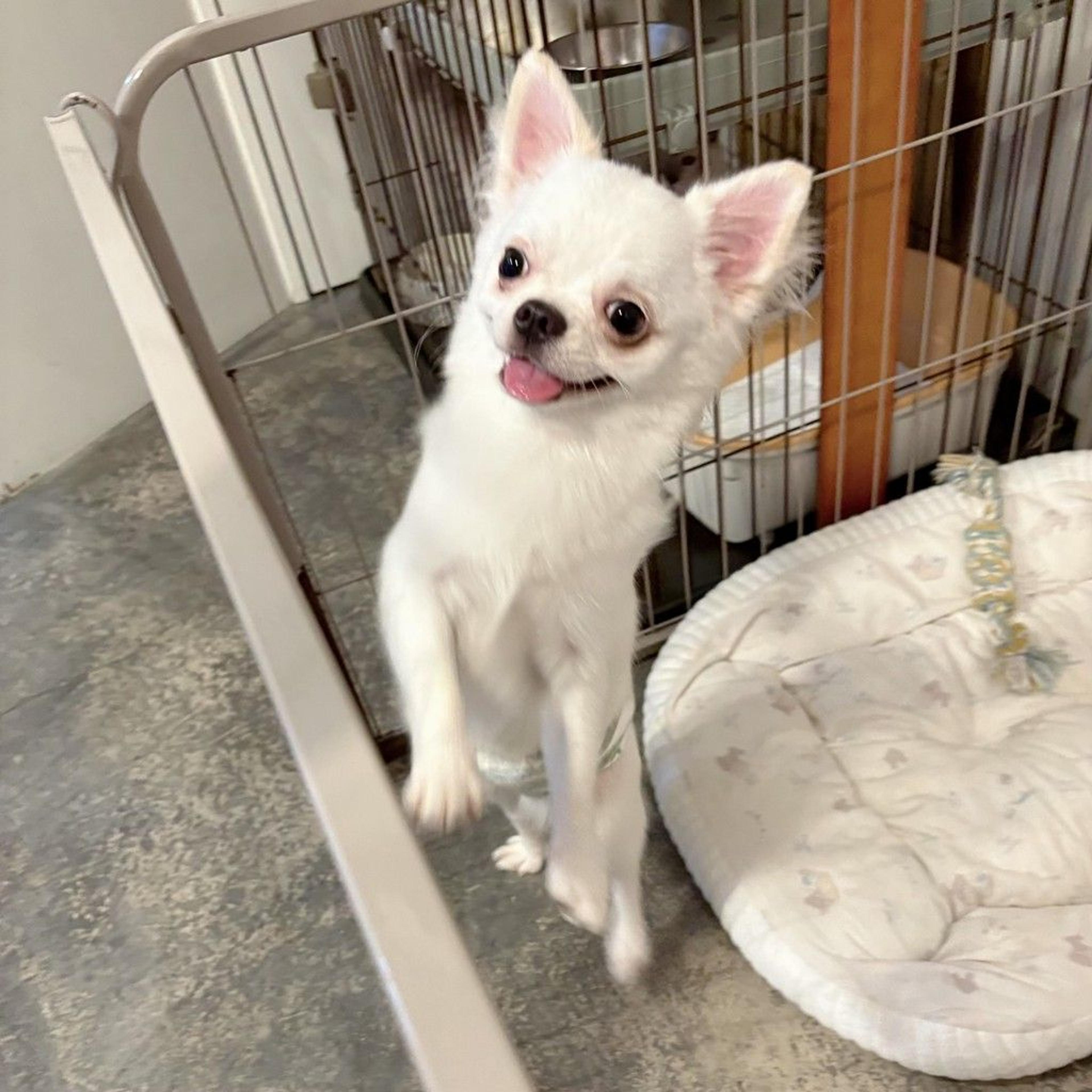pet-image-4