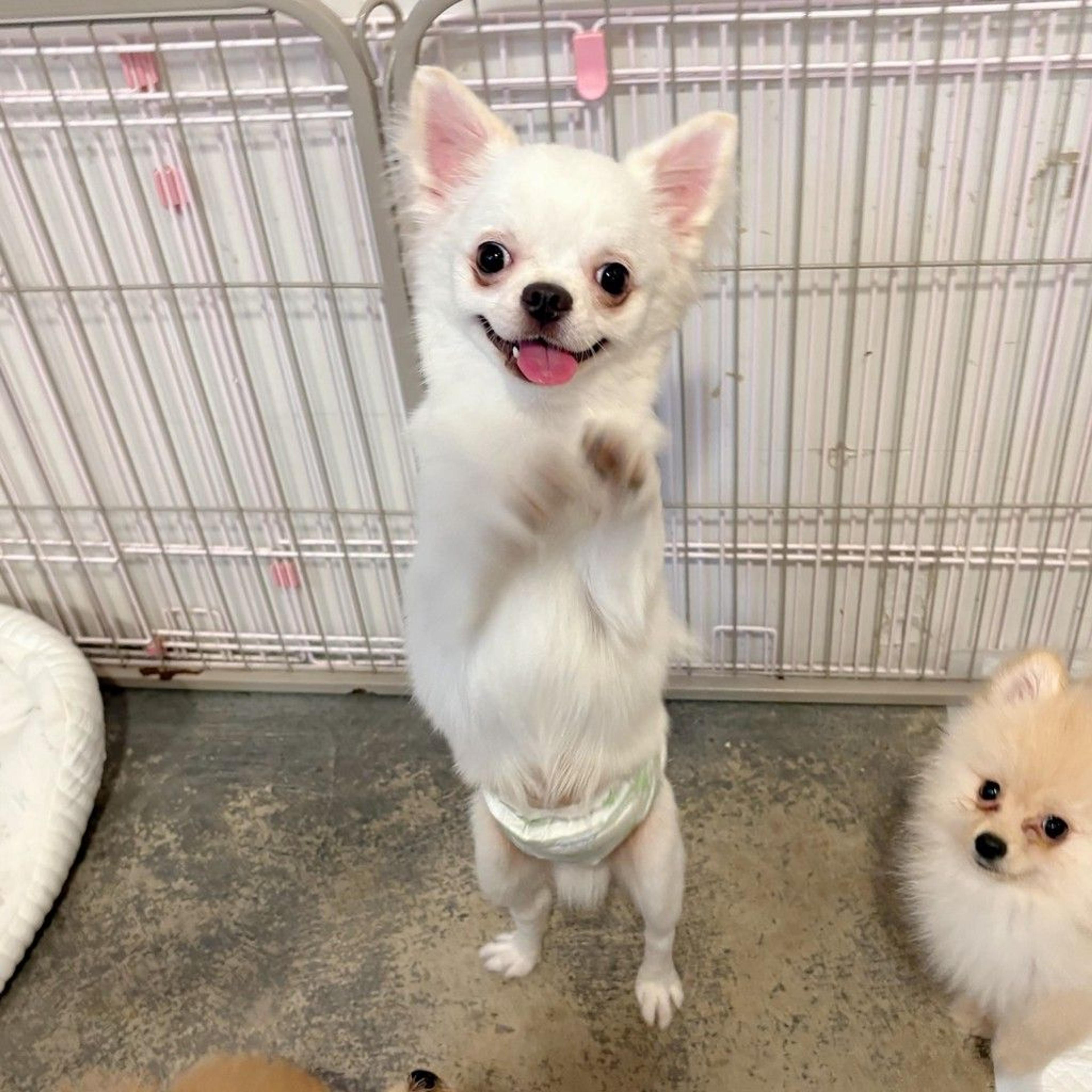 pet-image-5