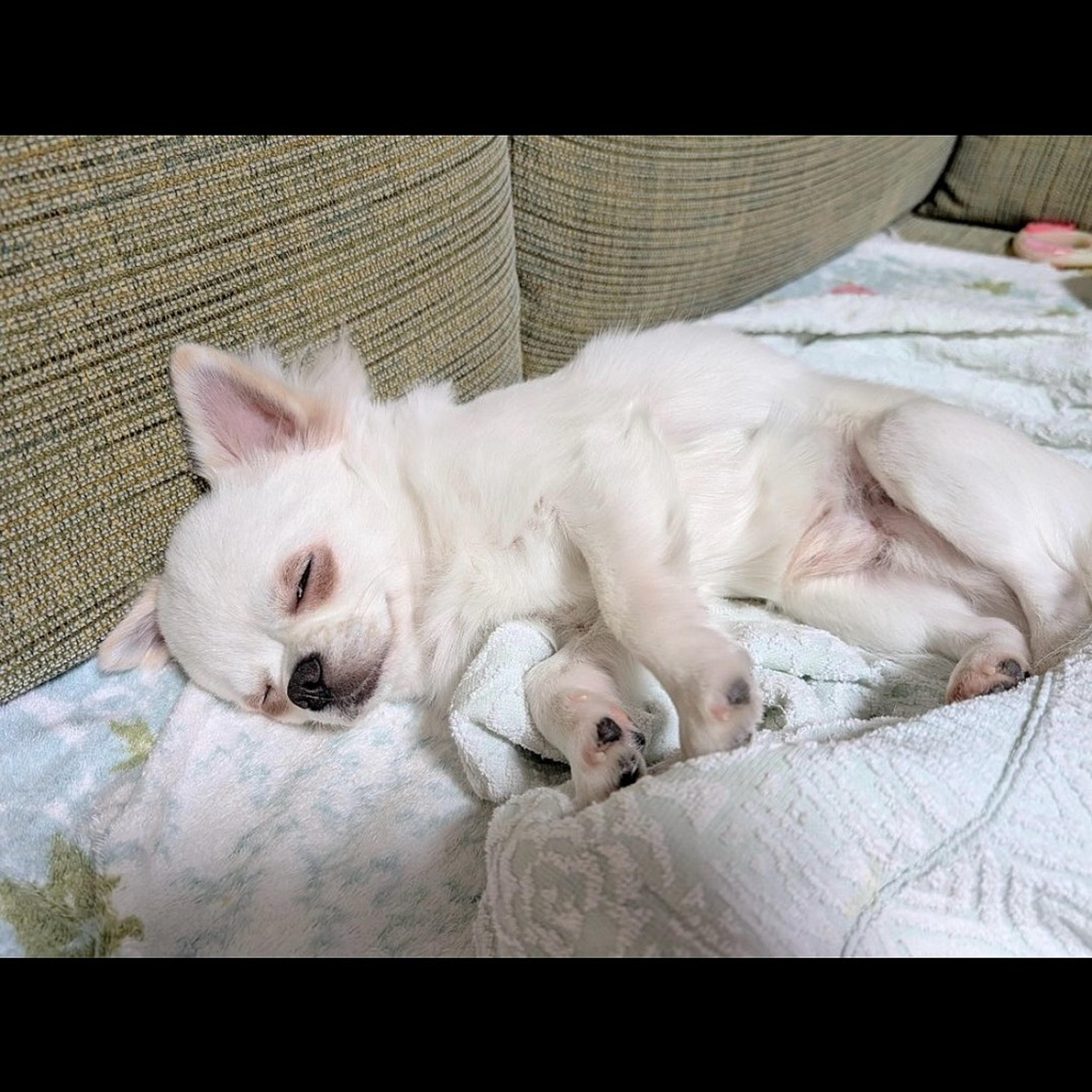 pet-image-6