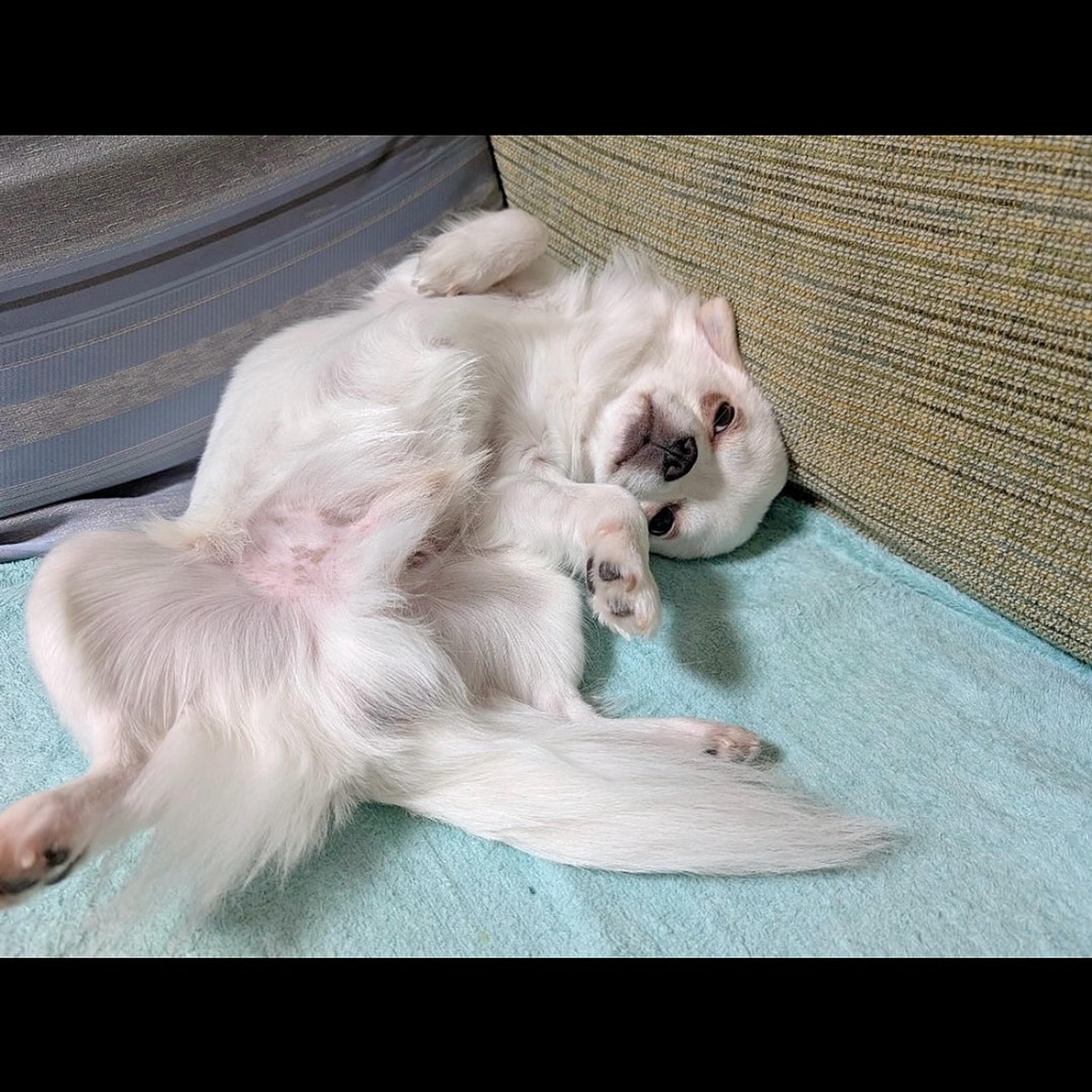 pet-image-7