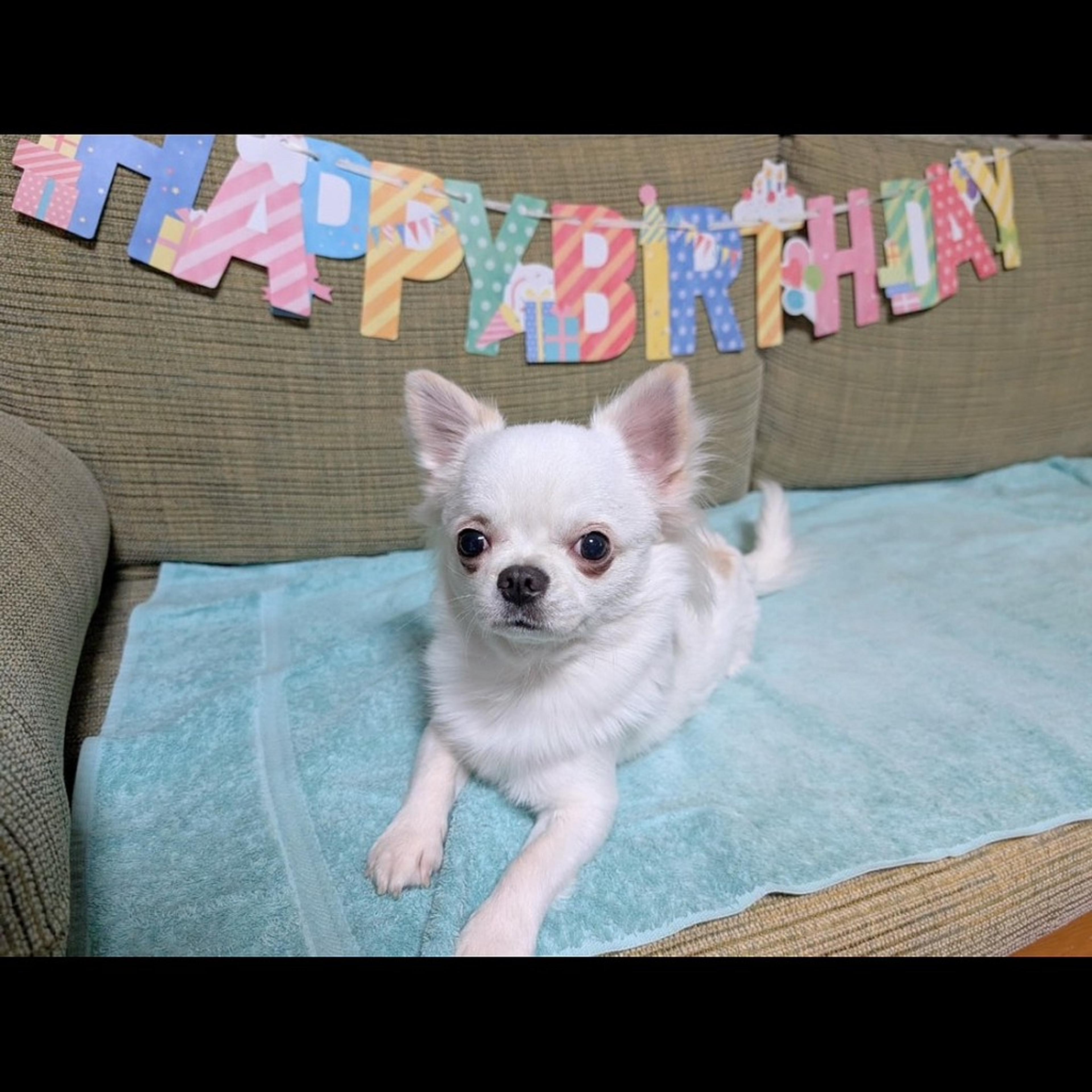 pet-image-8