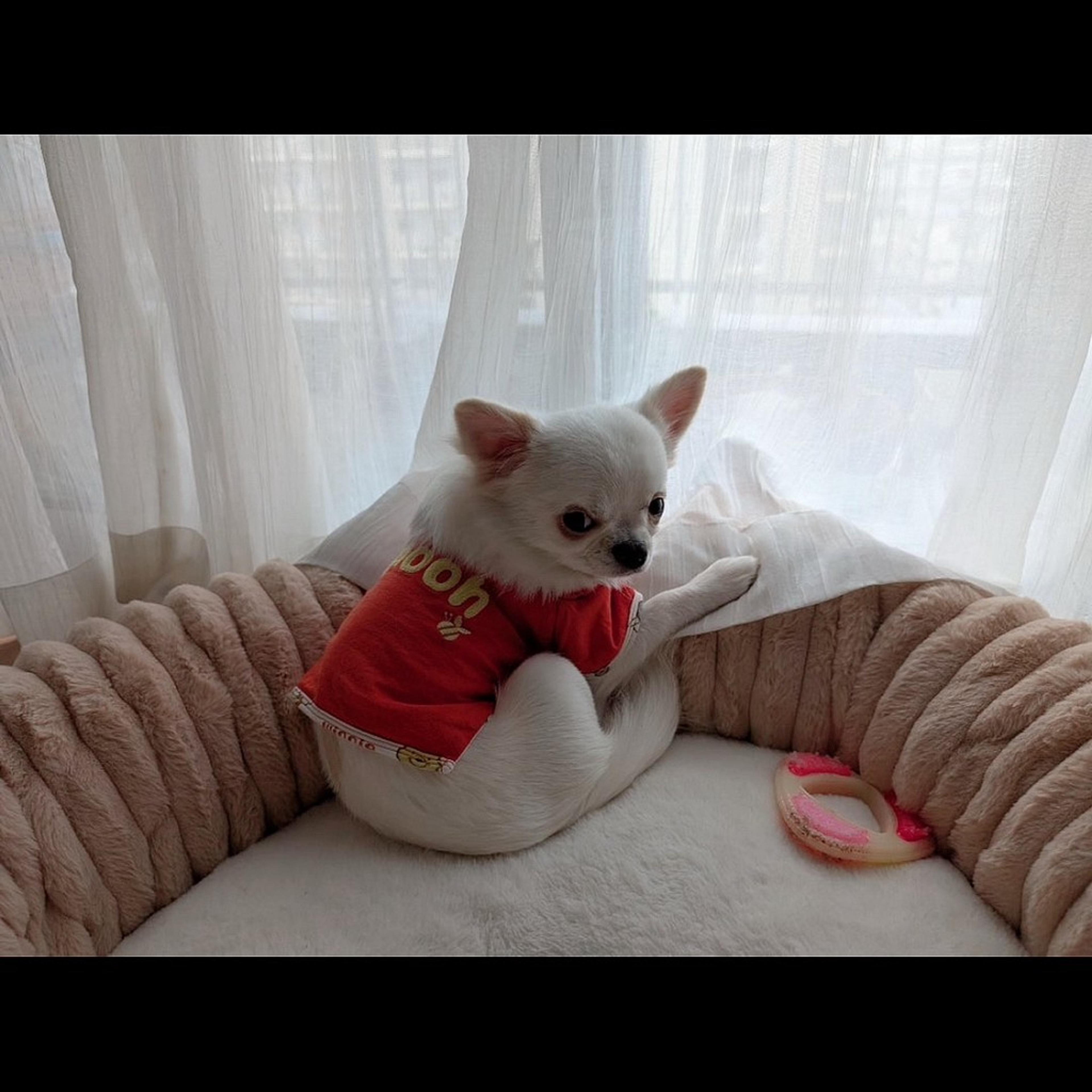 pet-image-9