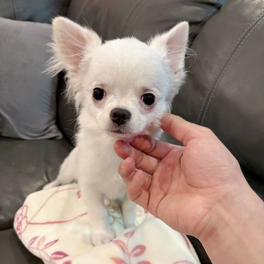 デューイ