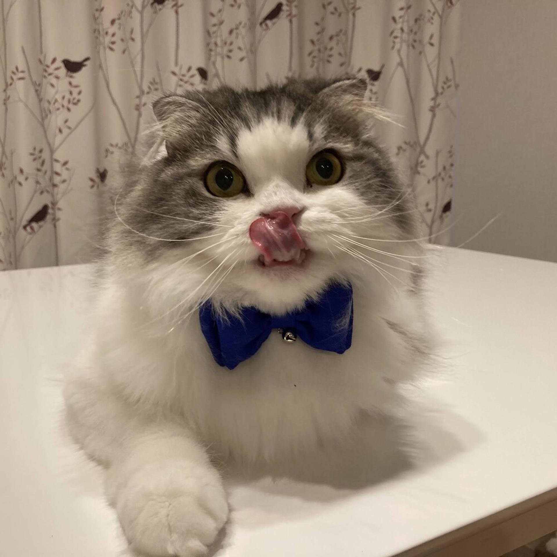 pet-image-3