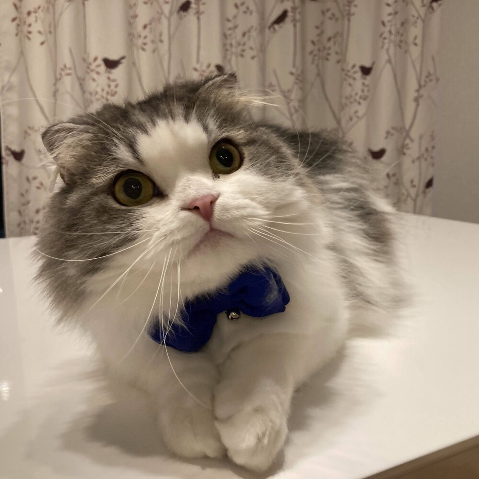 スコティッシュフォールド・オスの里親募集の写真