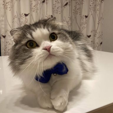 ばぶの写真