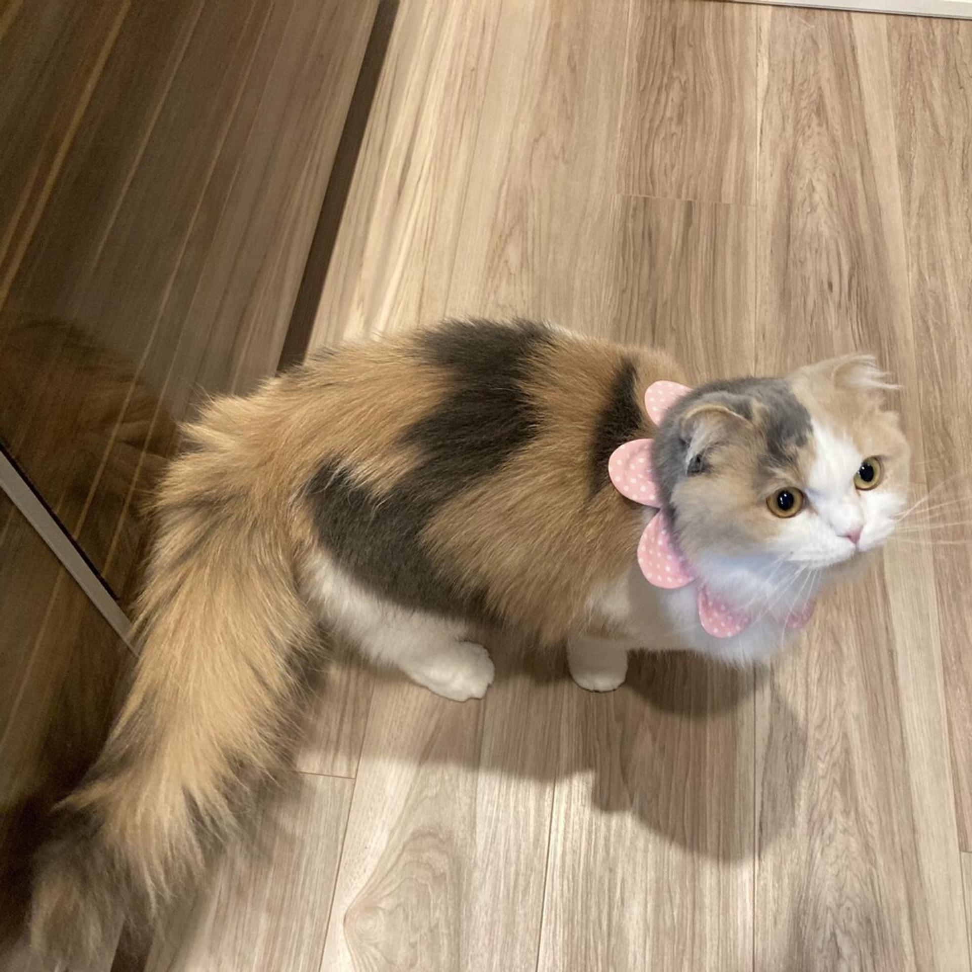 pet-image-7