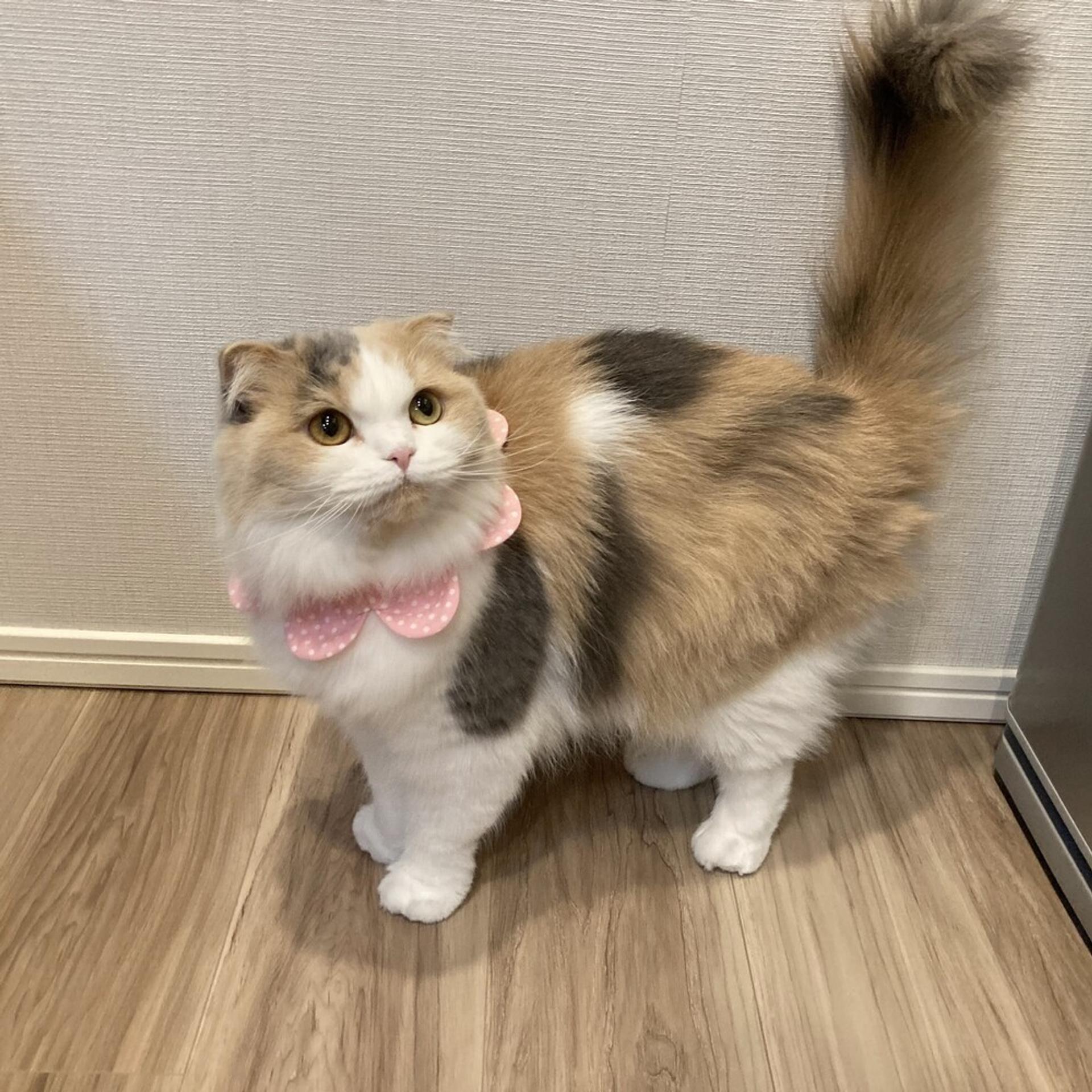 pet-image-8