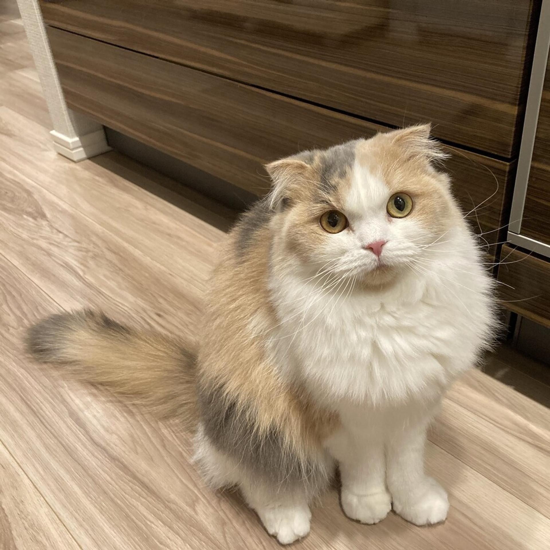 pet-image-2