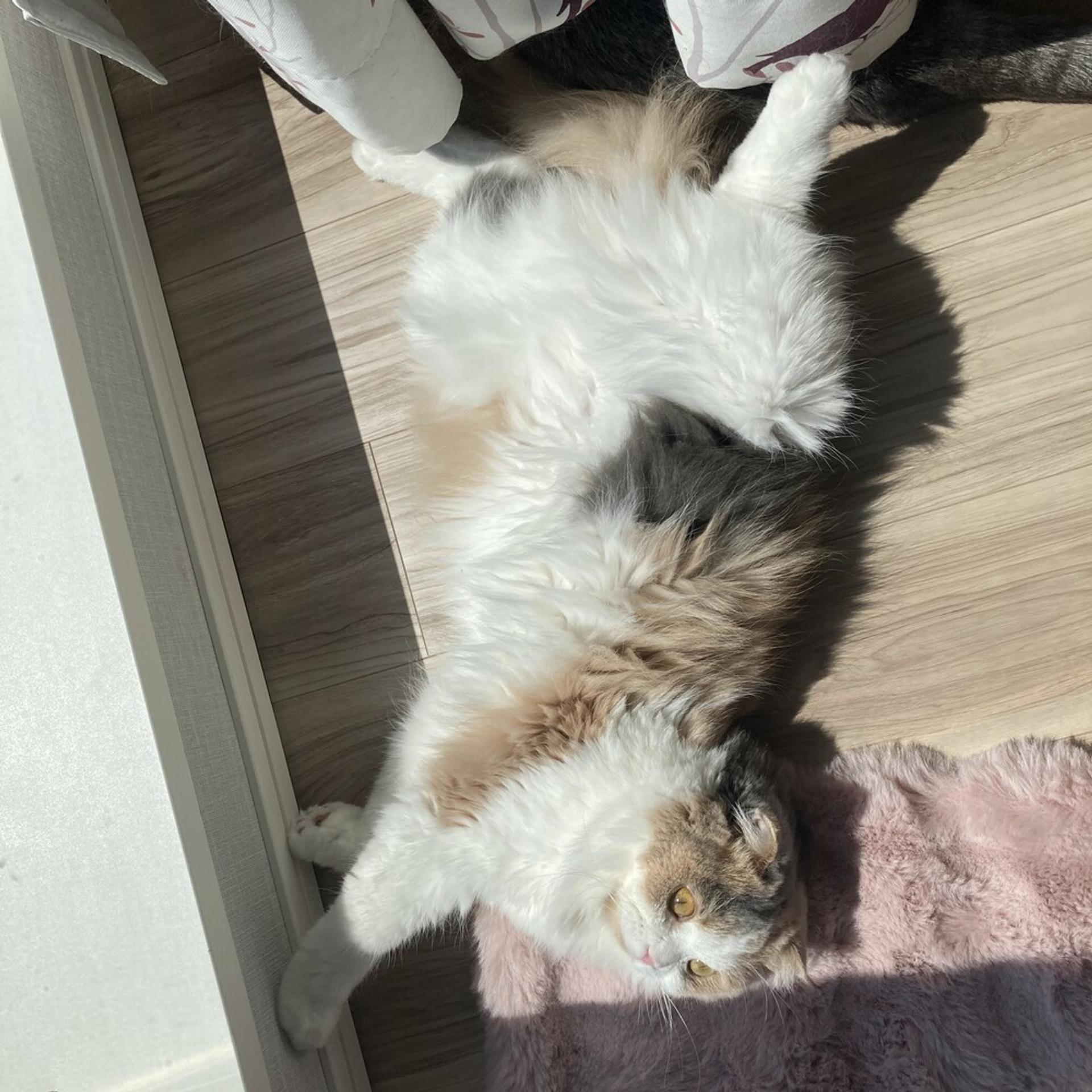 pet-image-5