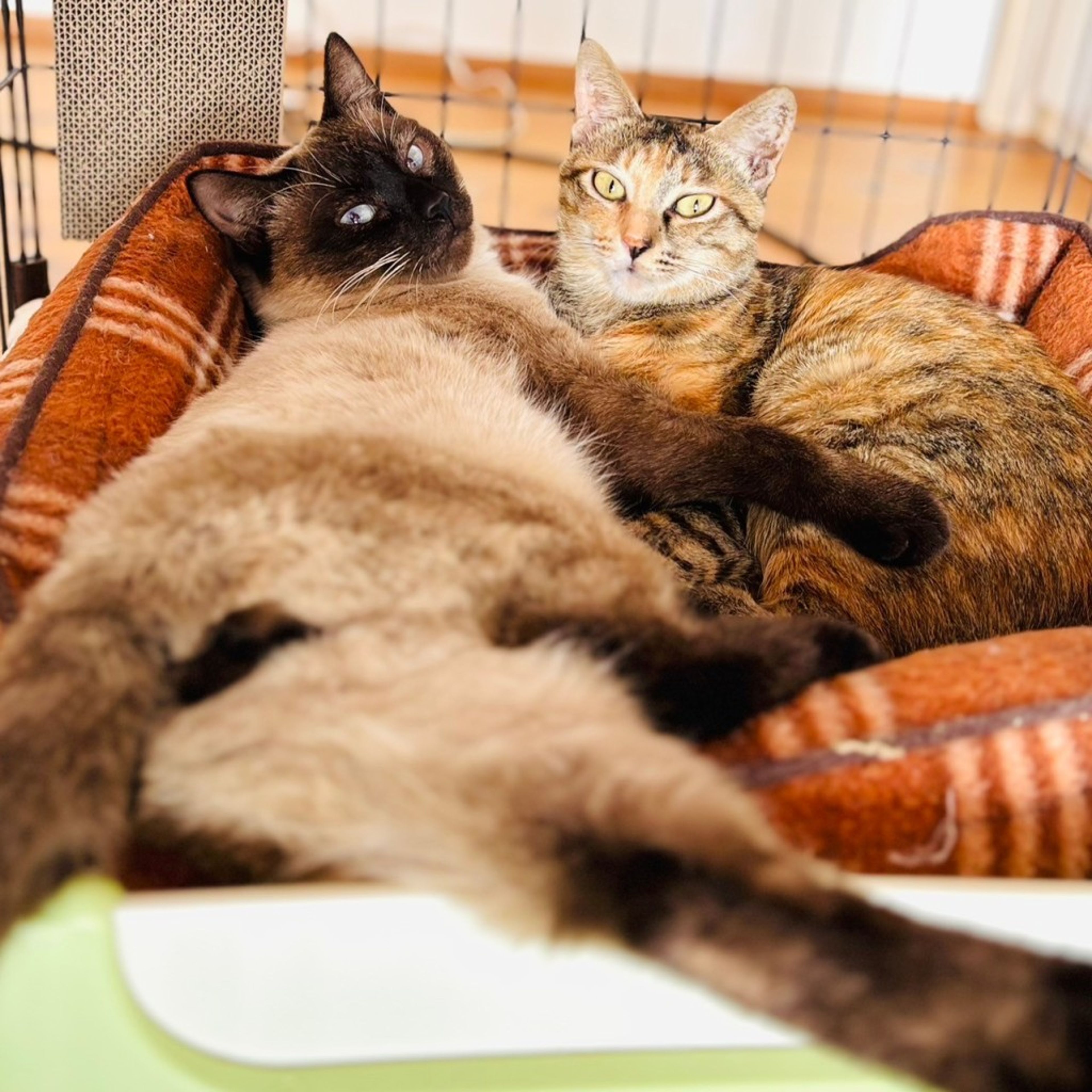 pet-image-5