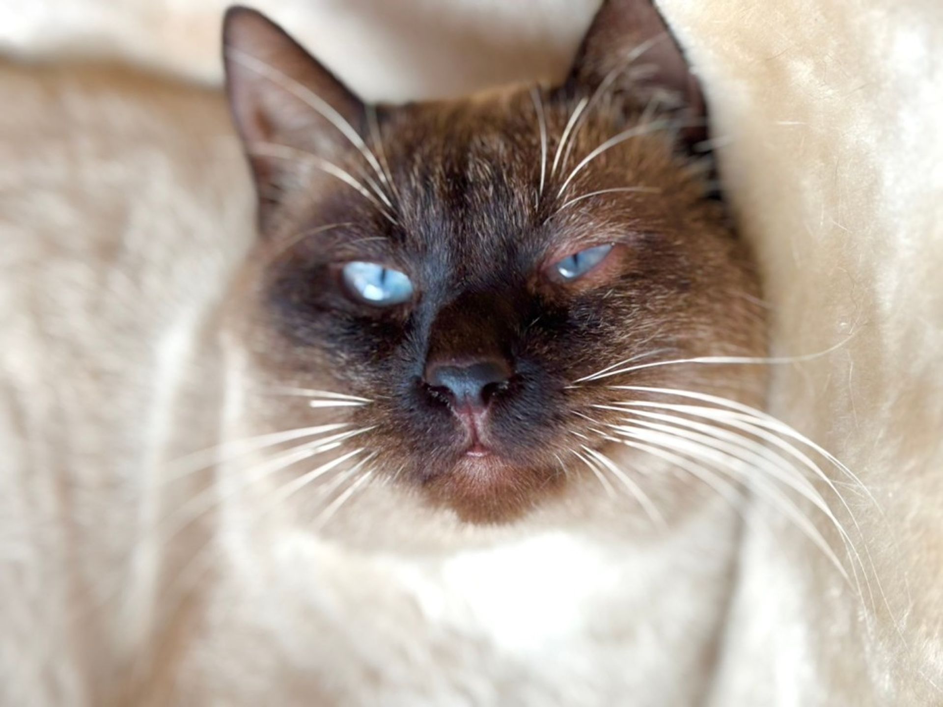 雑種（ミックス猫）・オスの里親募集の写真