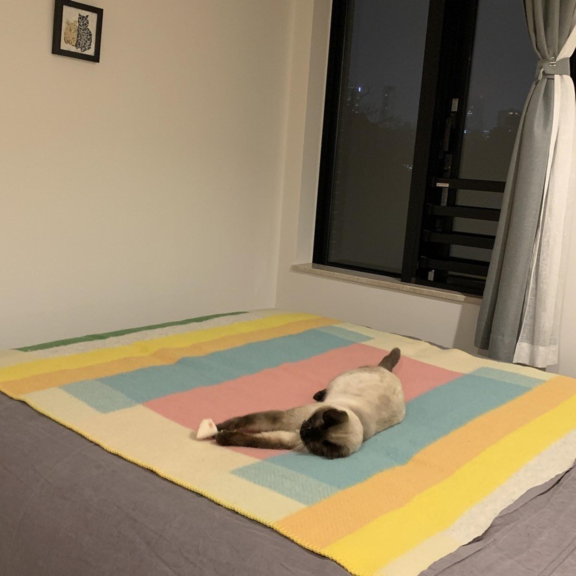 pet-image-7