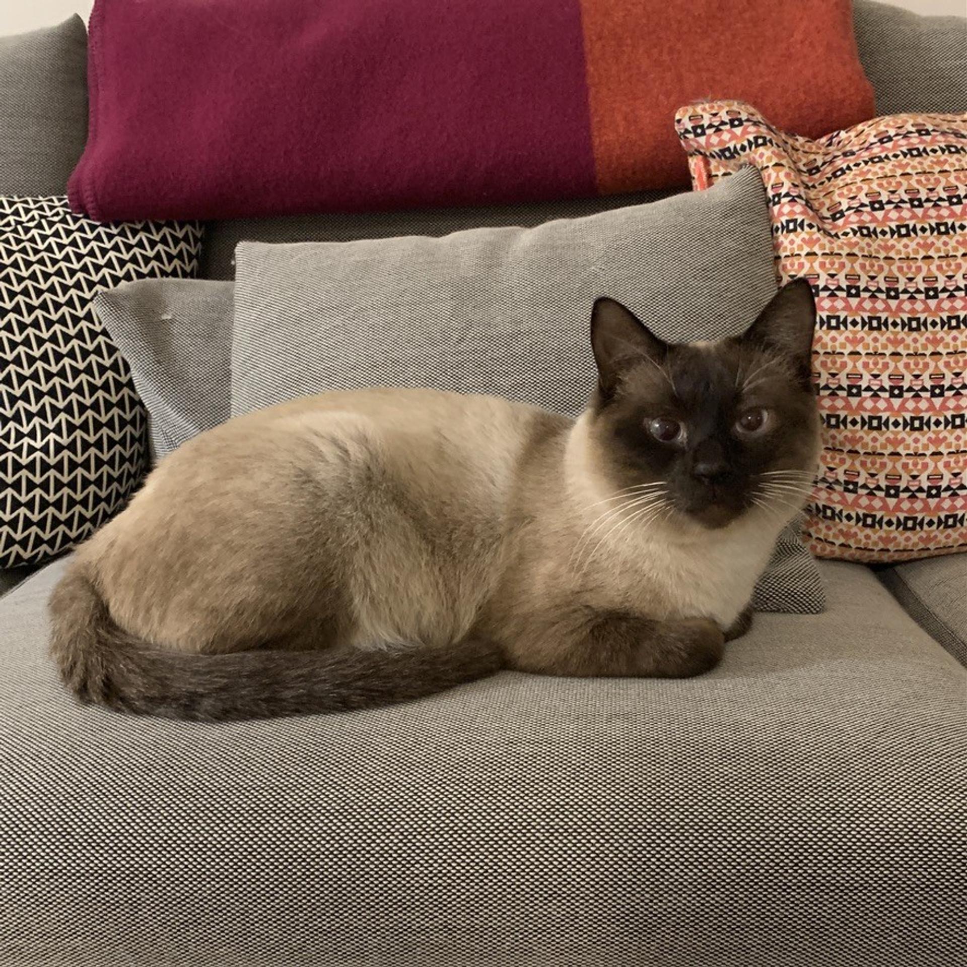 pet-image-8