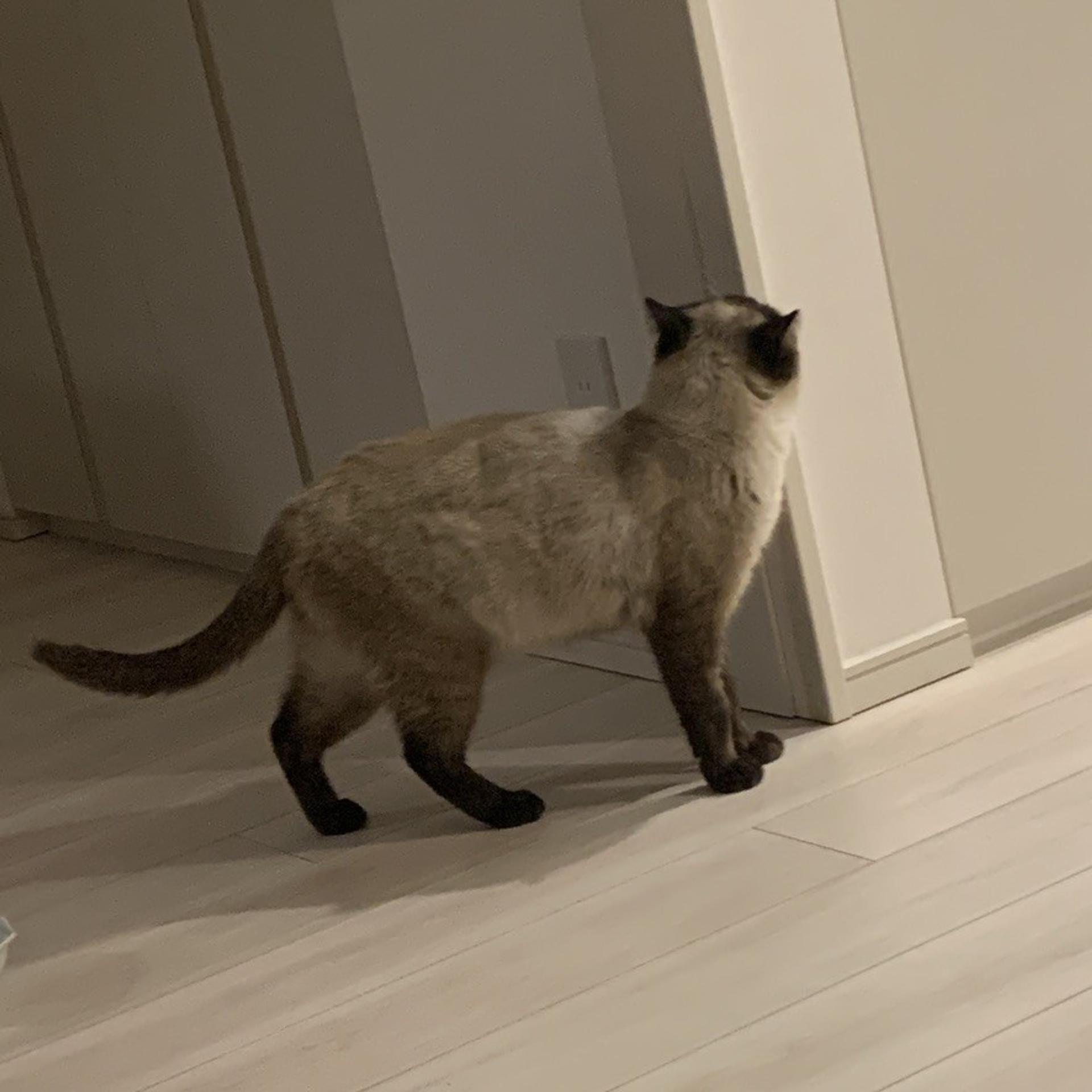 pet-image-9