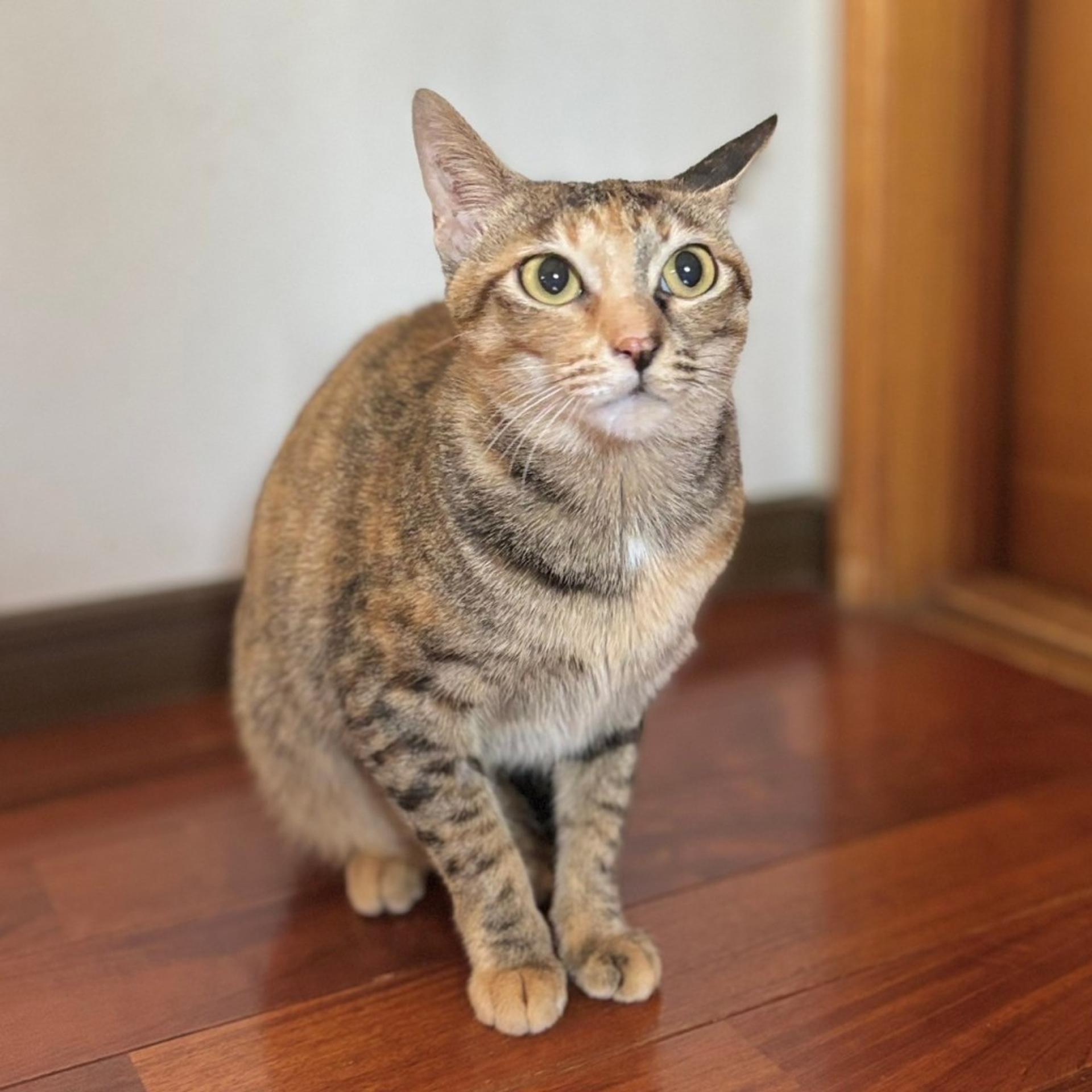 pet-image-2