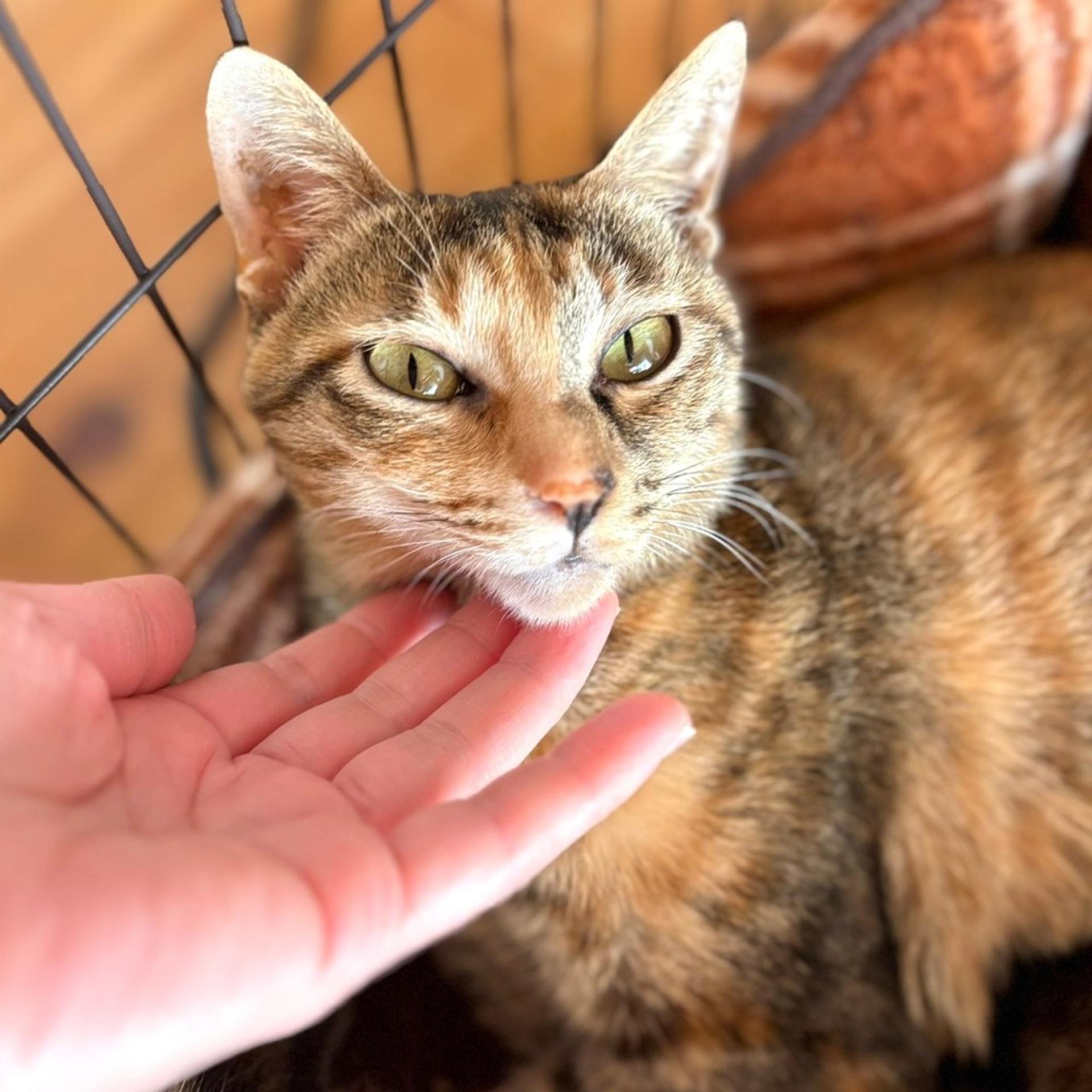 pet-image-3