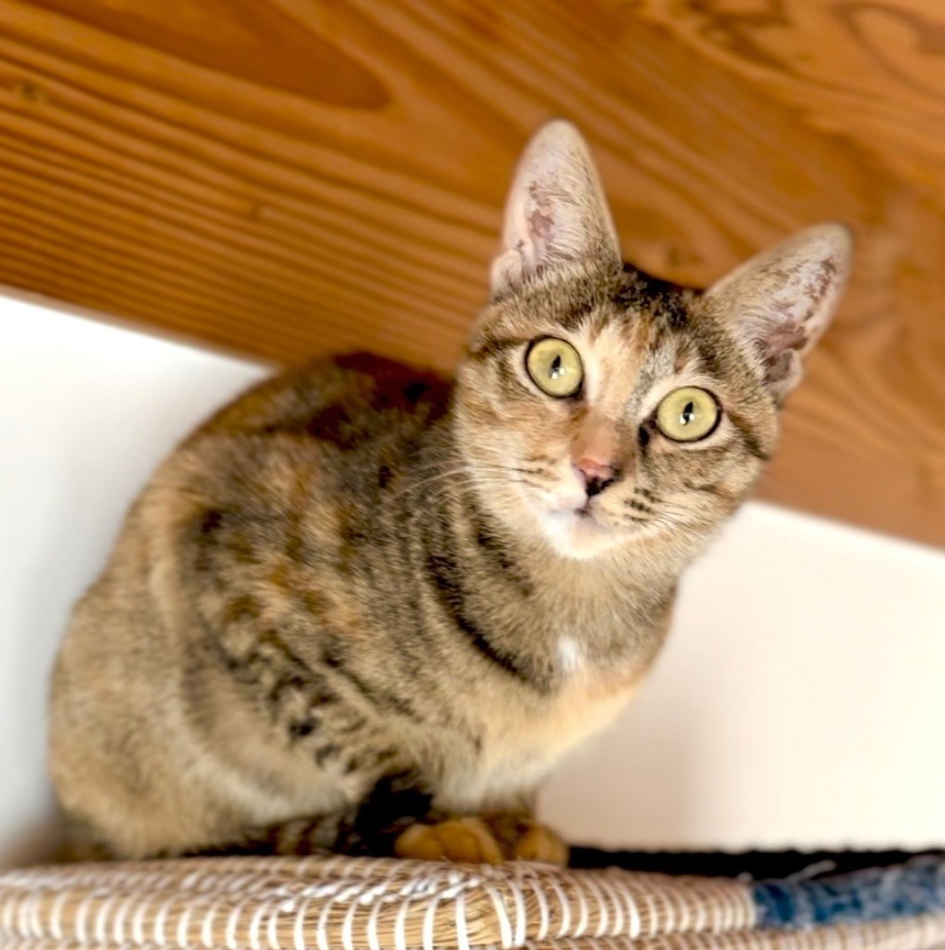 雑種（ミックス猫）・メスの里親募集の写真