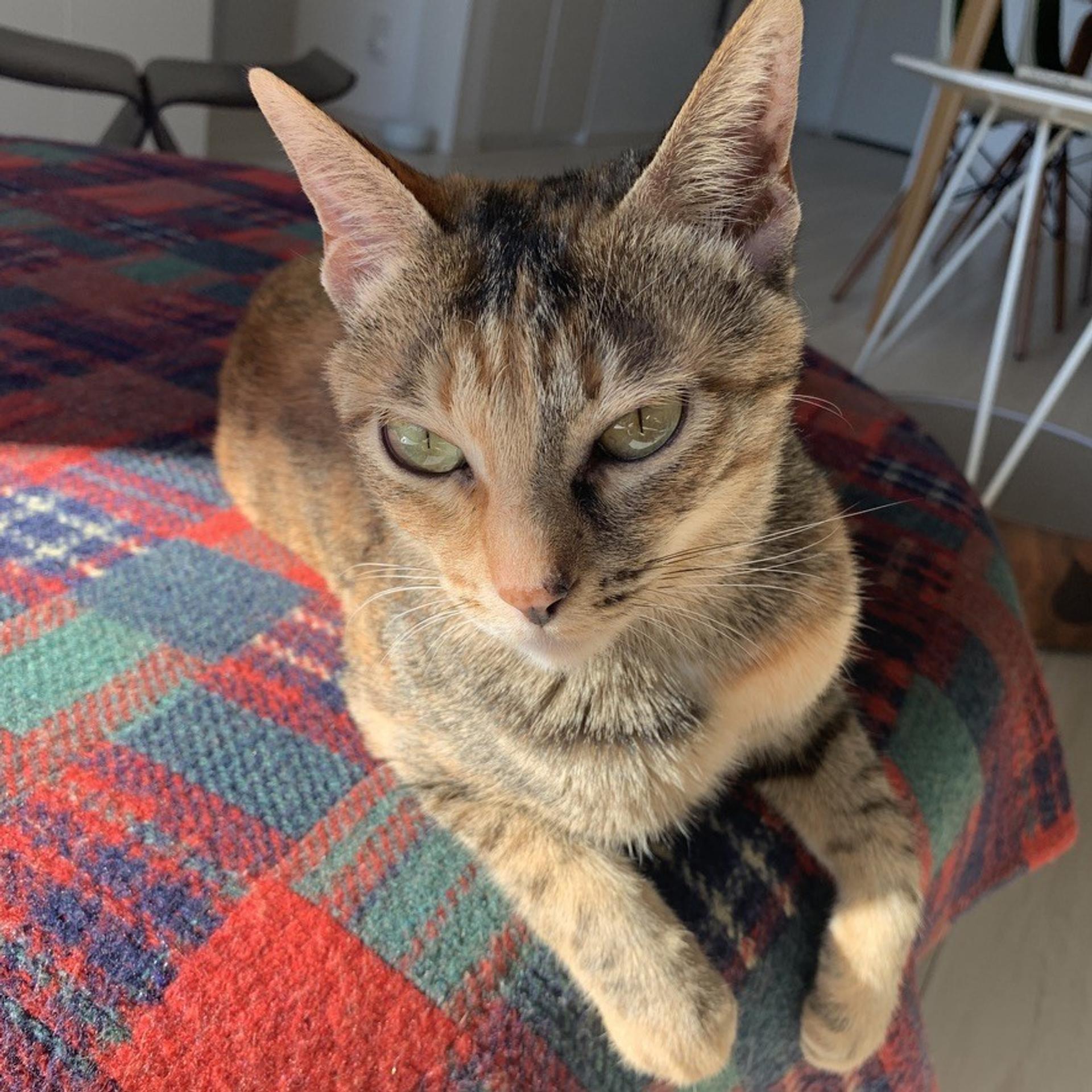 pet-image-8
