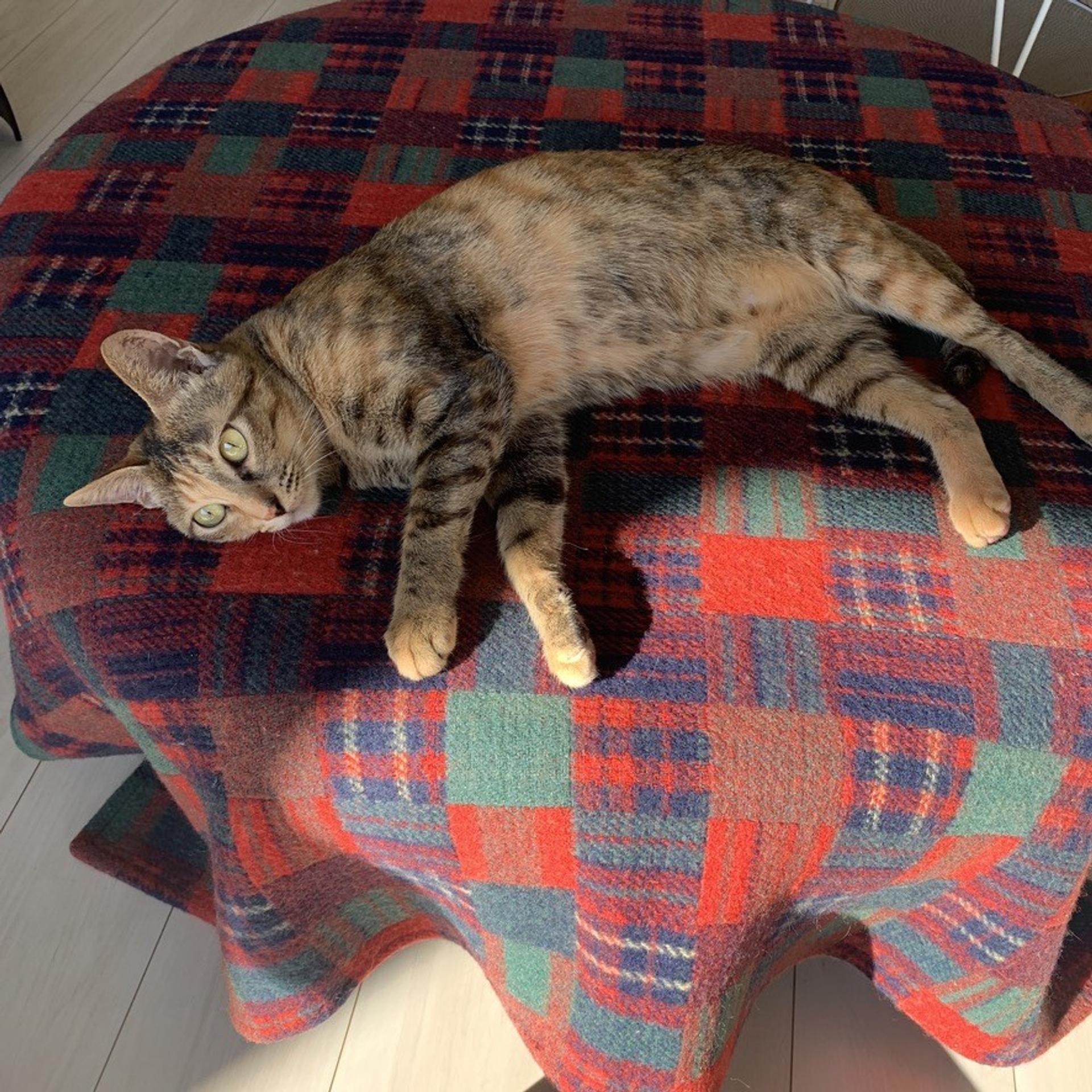 pet-image-9
