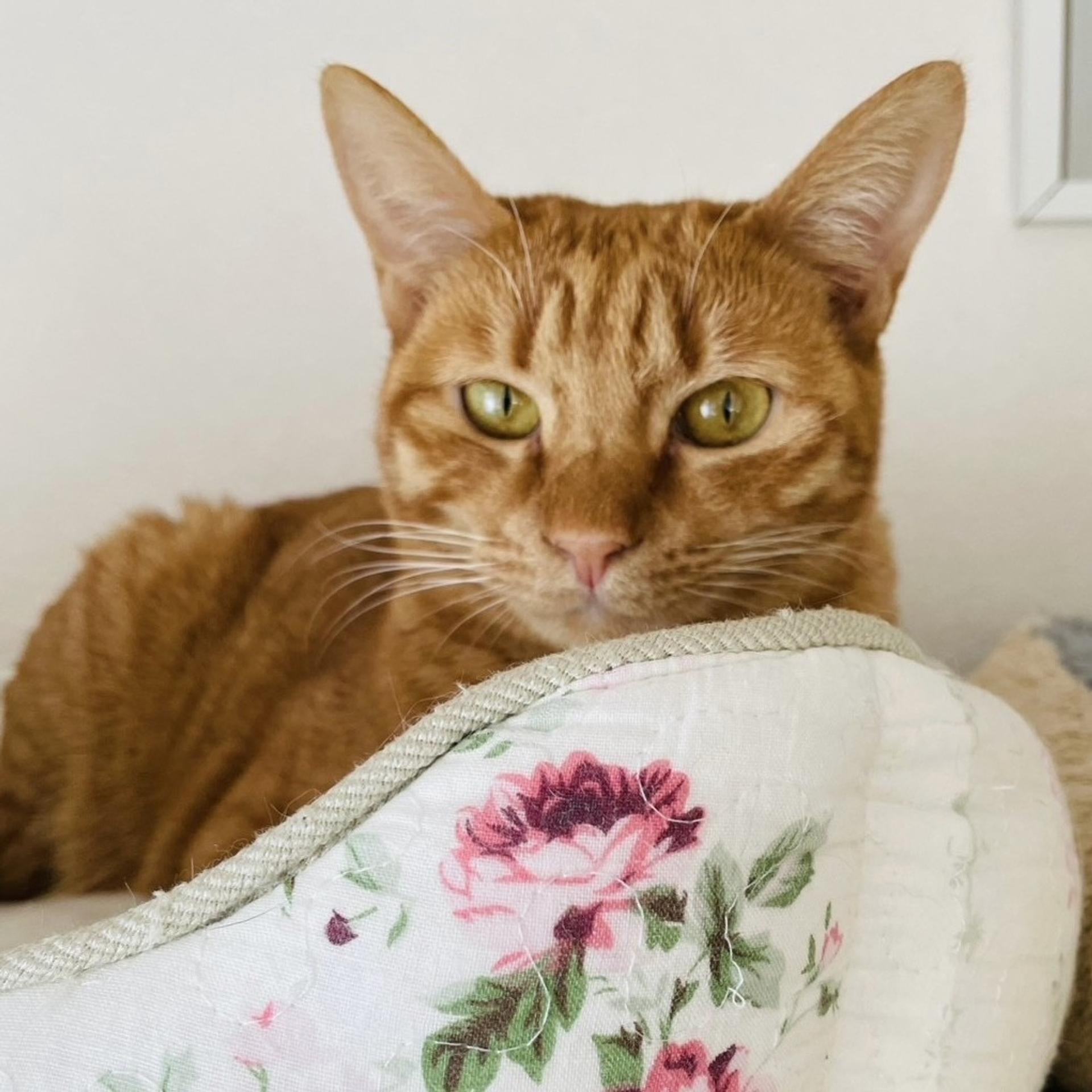 pet-image-3