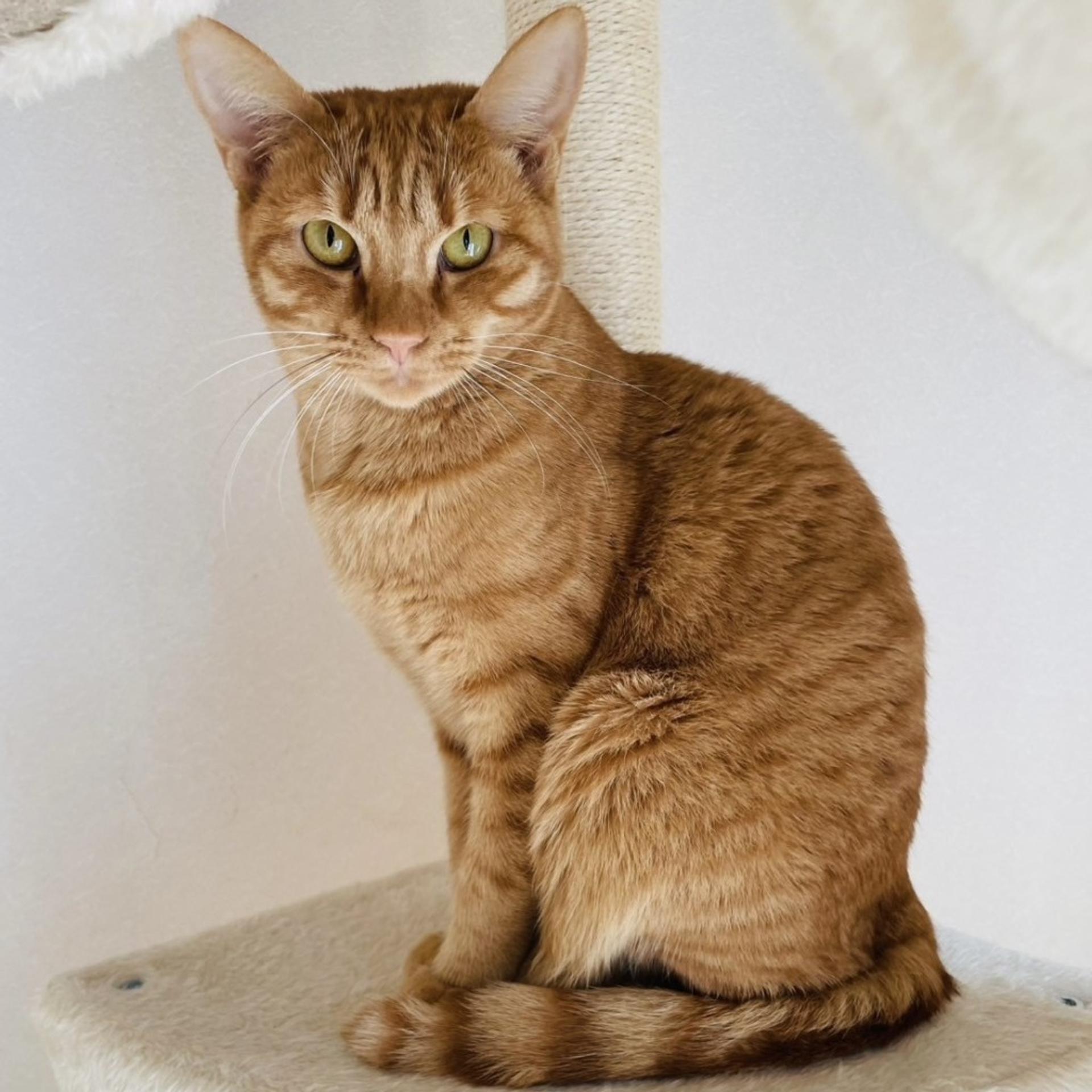 pet-image-6