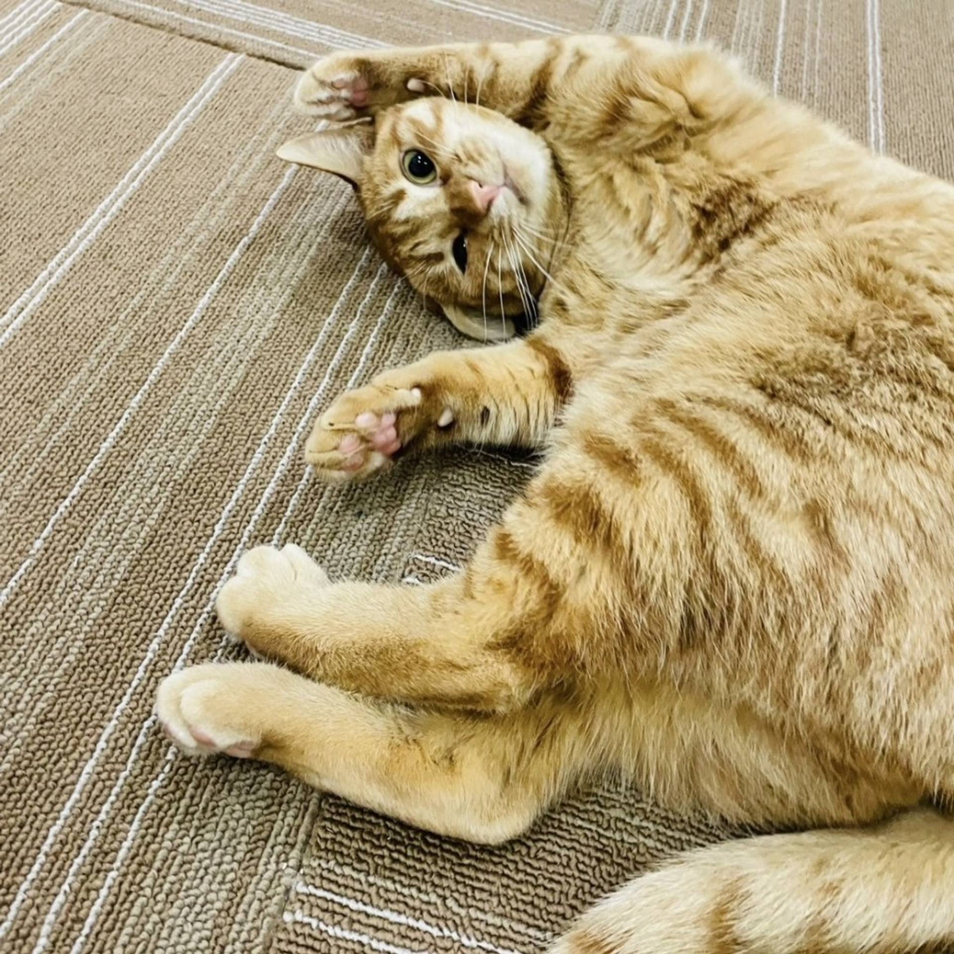雑種（ミックス猫）・メスの里親募集の写真