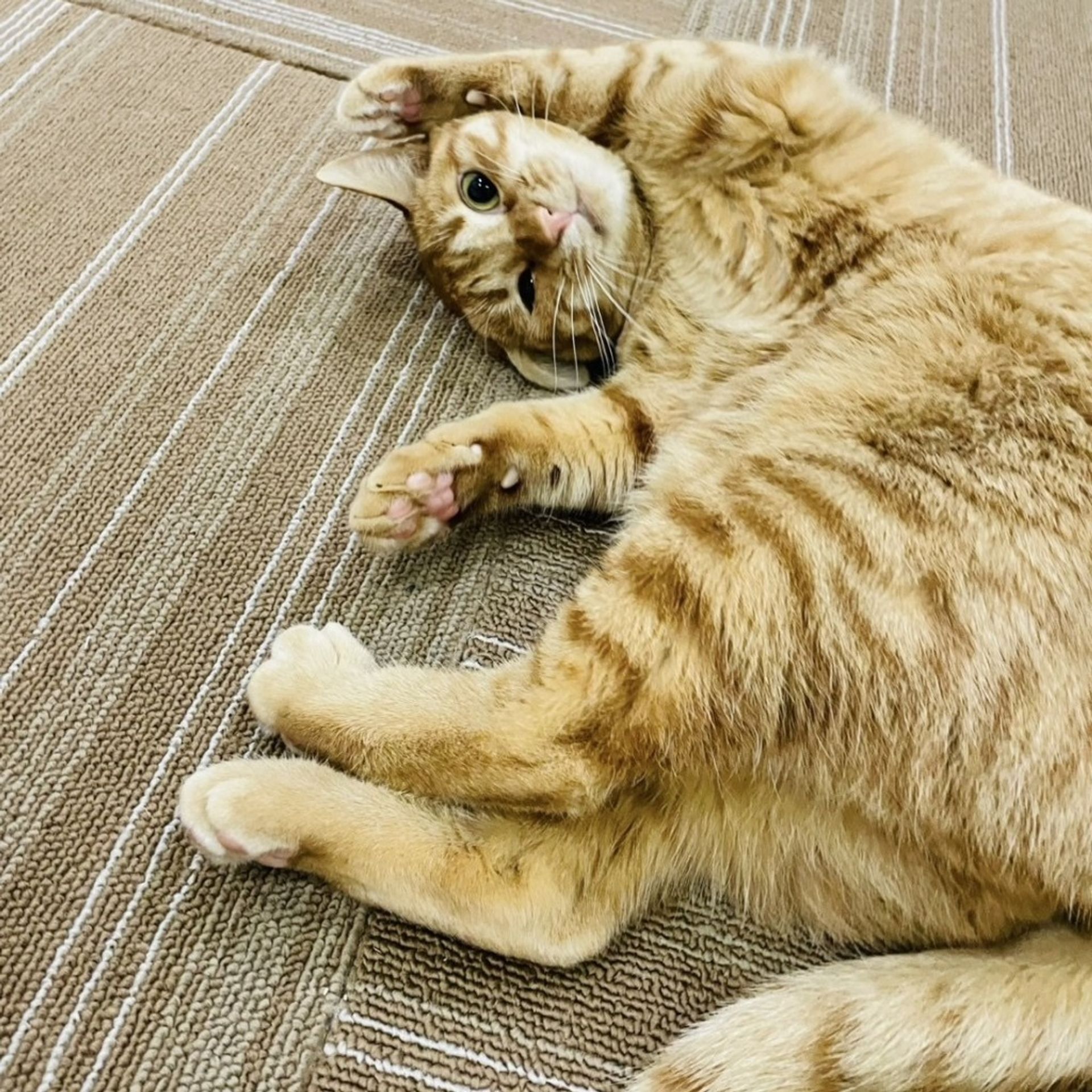 雑種（ミックス猫）・メスの里親募集の写真