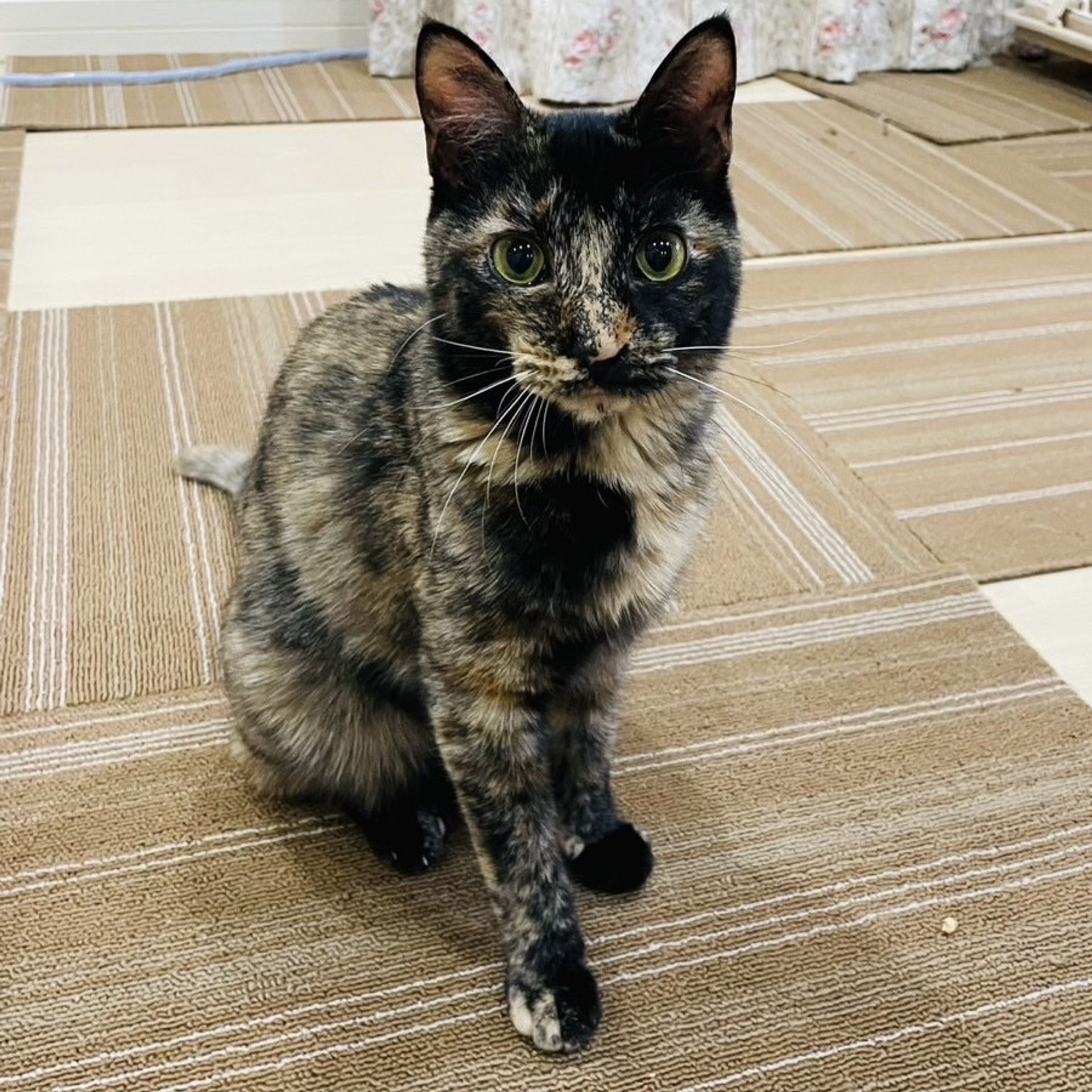 雑種（ミックス猫）・メスの里親募集の写真